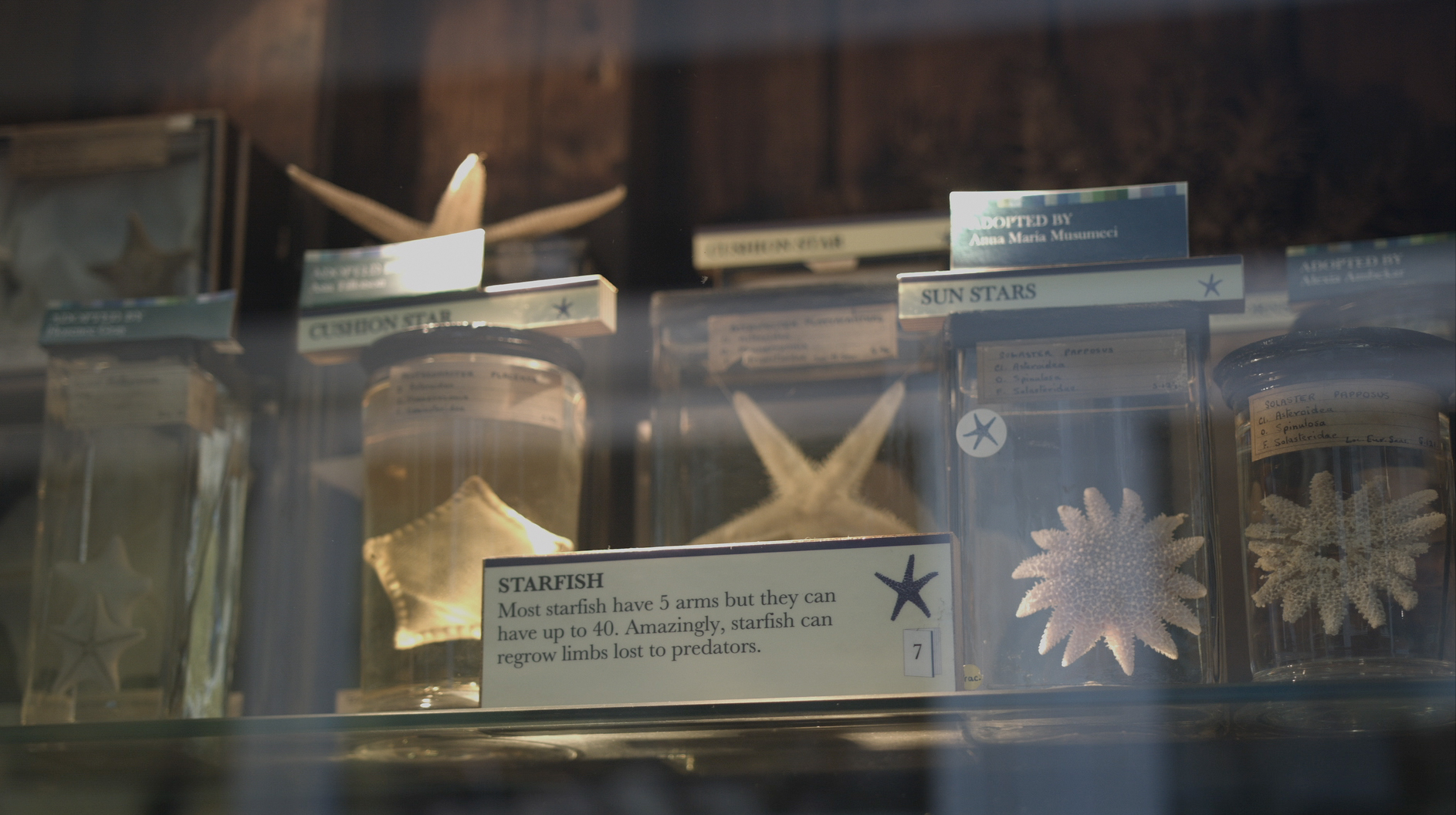 Grant Museum of Zoology