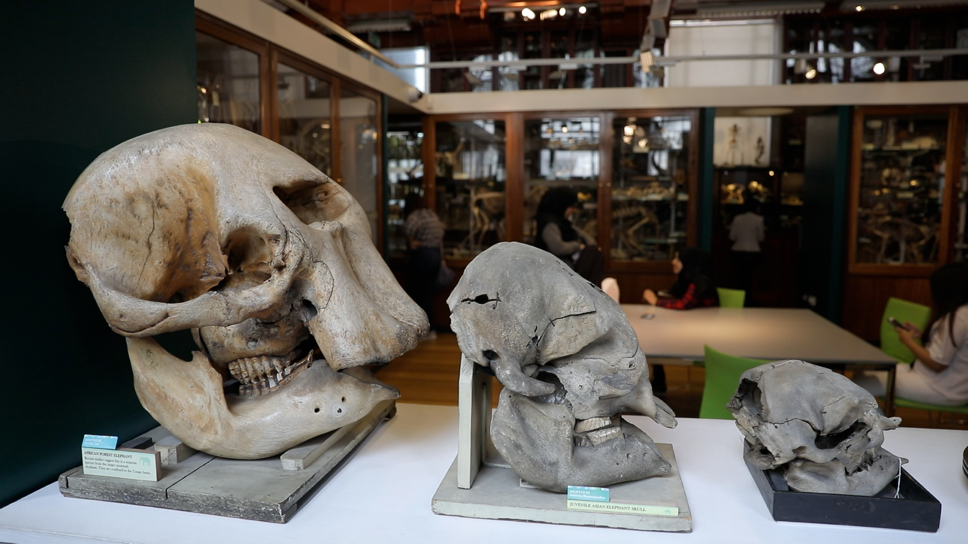 Grant Museum of Zoology