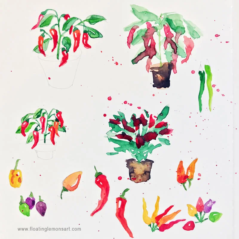Chilli-sketches-3-floatinglemonsart.jpg