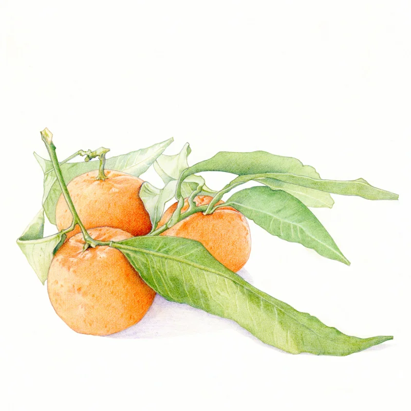 Clementines by Mariana: Floating Lemons Art