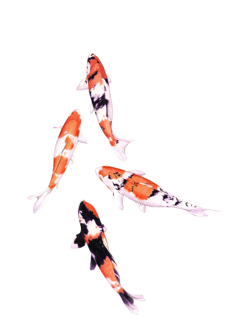 Floating Koi by Mariana: Floating Lemons Art