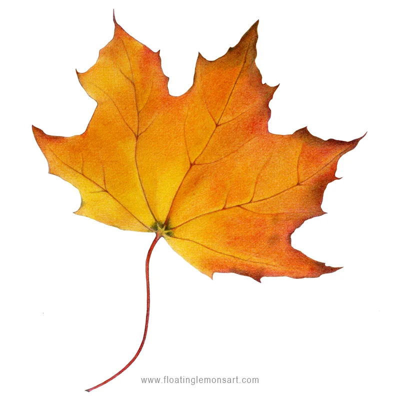 Maple Leaf coloured pencil by Mariana: Floating Lemons Art