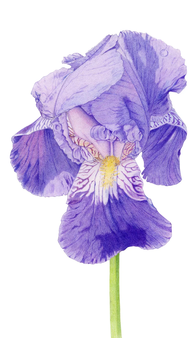 Purple Iris by Mariana: Floating Lemons Art