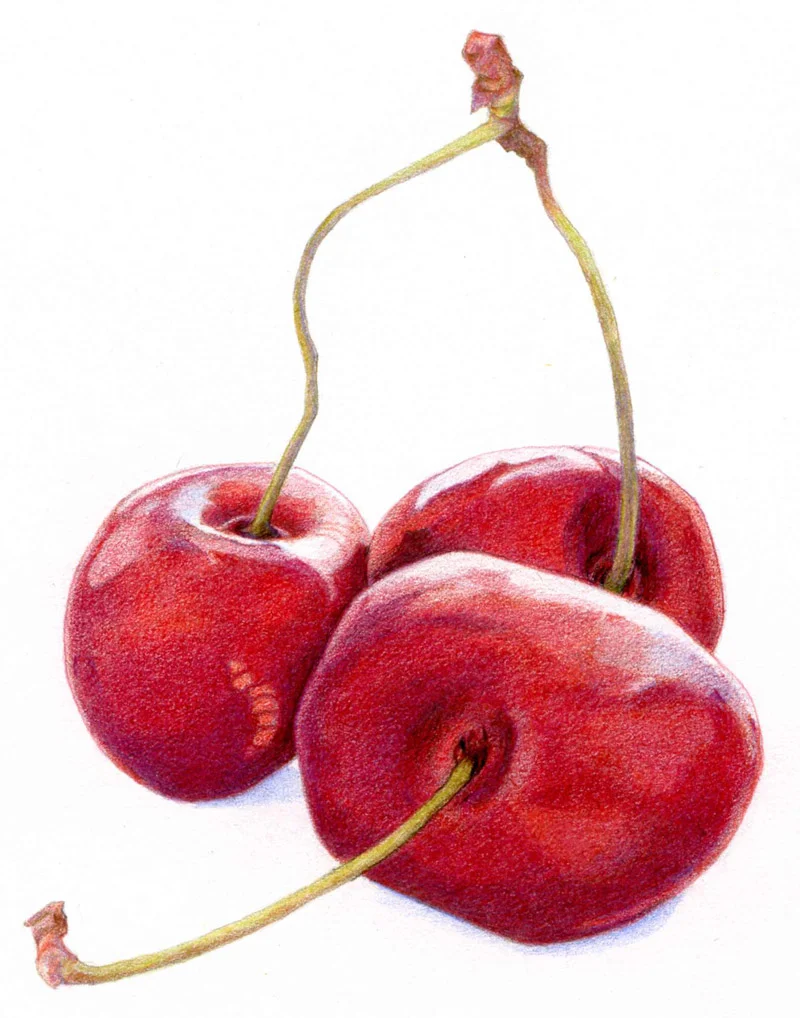 Three Cherries by Mariana: Floating Lemons Art