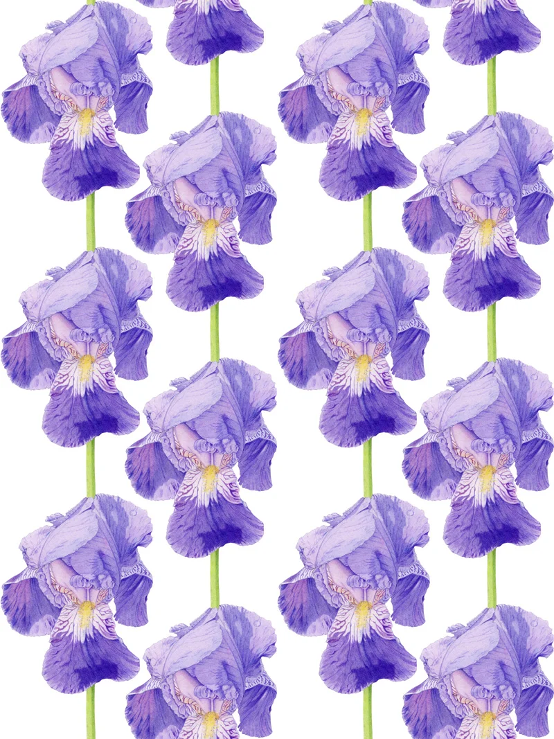Purple Iris by Floating Lemons Art