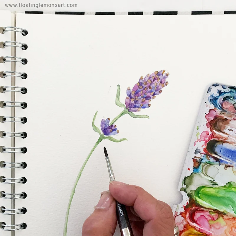 Lavender watercolour sketch by Mariana: Floating Lemons Art