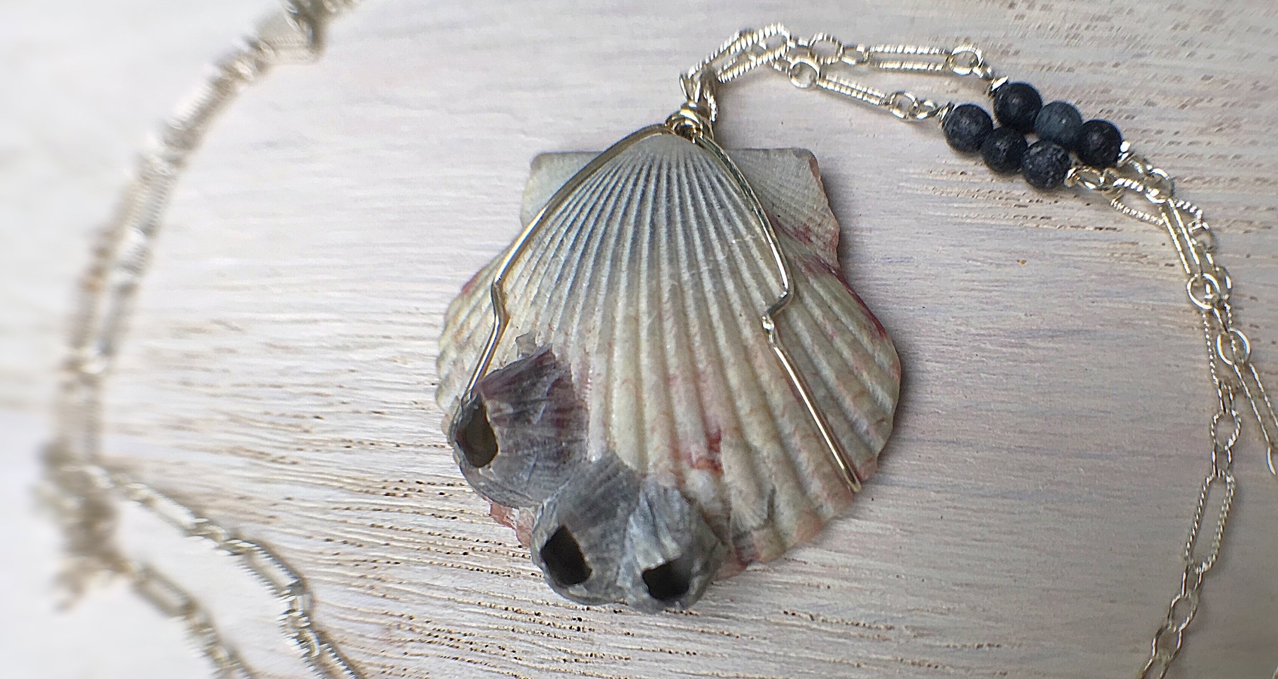 shell barnacles 2.JPG