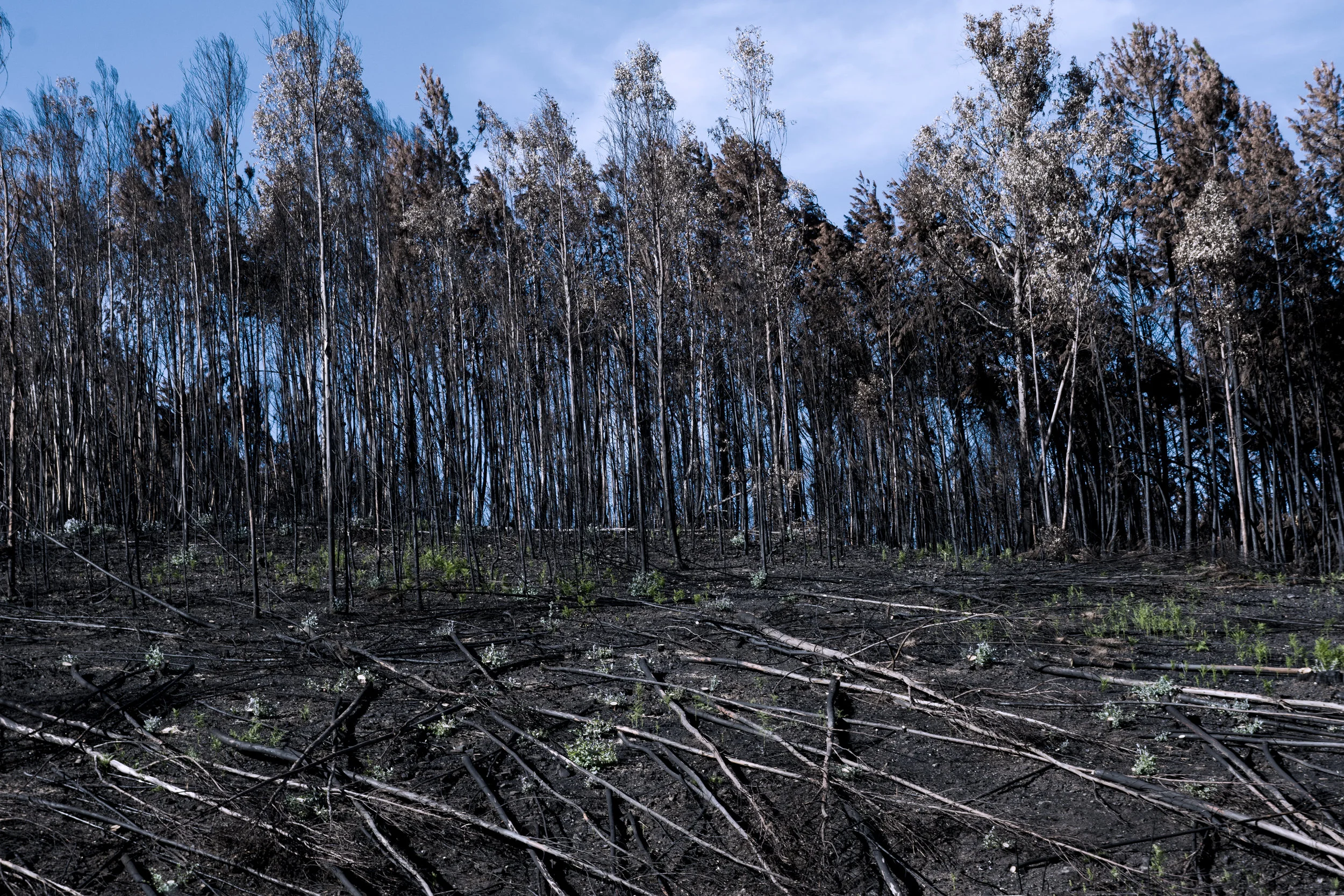 A common image of Portuguese forests.