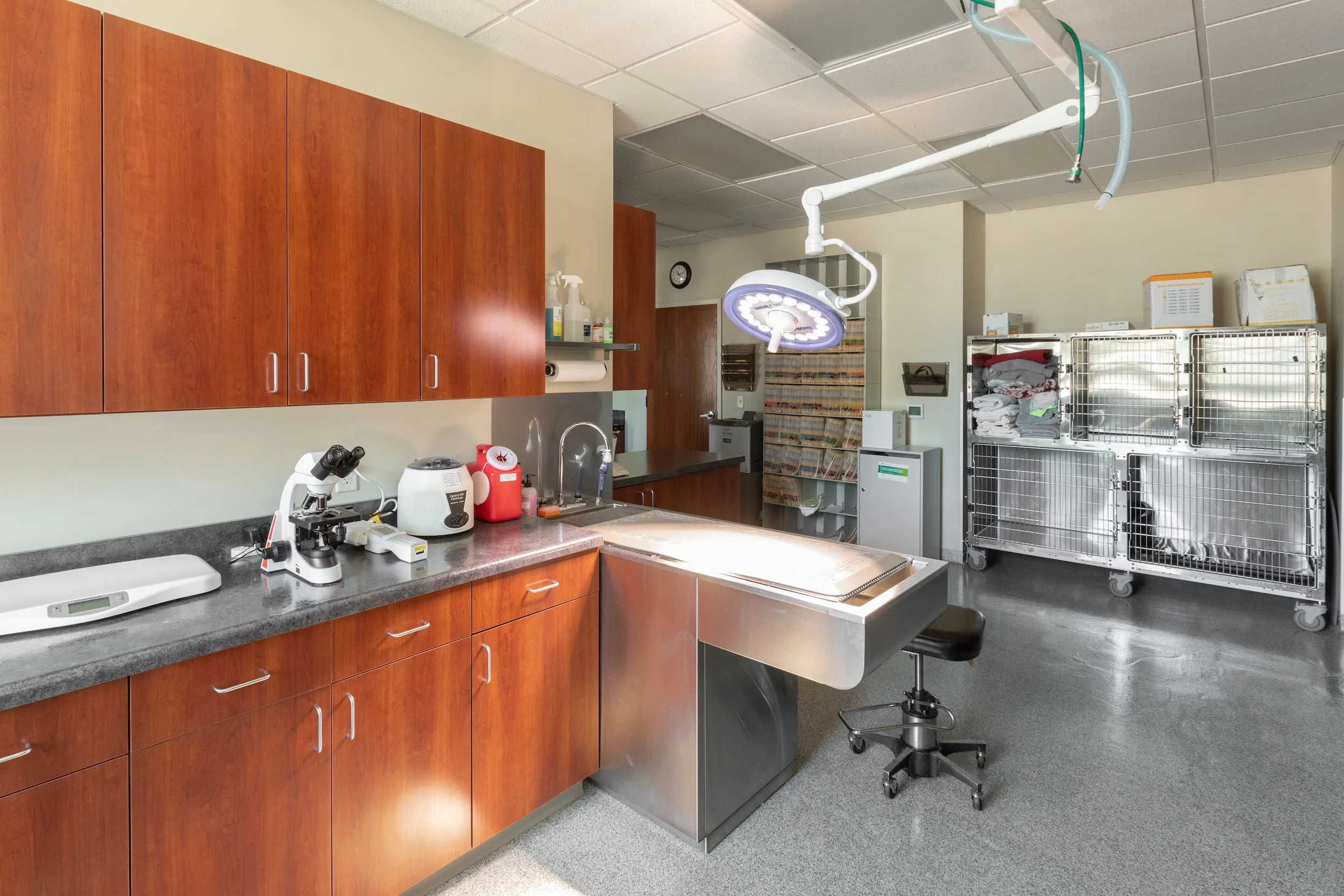 Eye Care for Animals