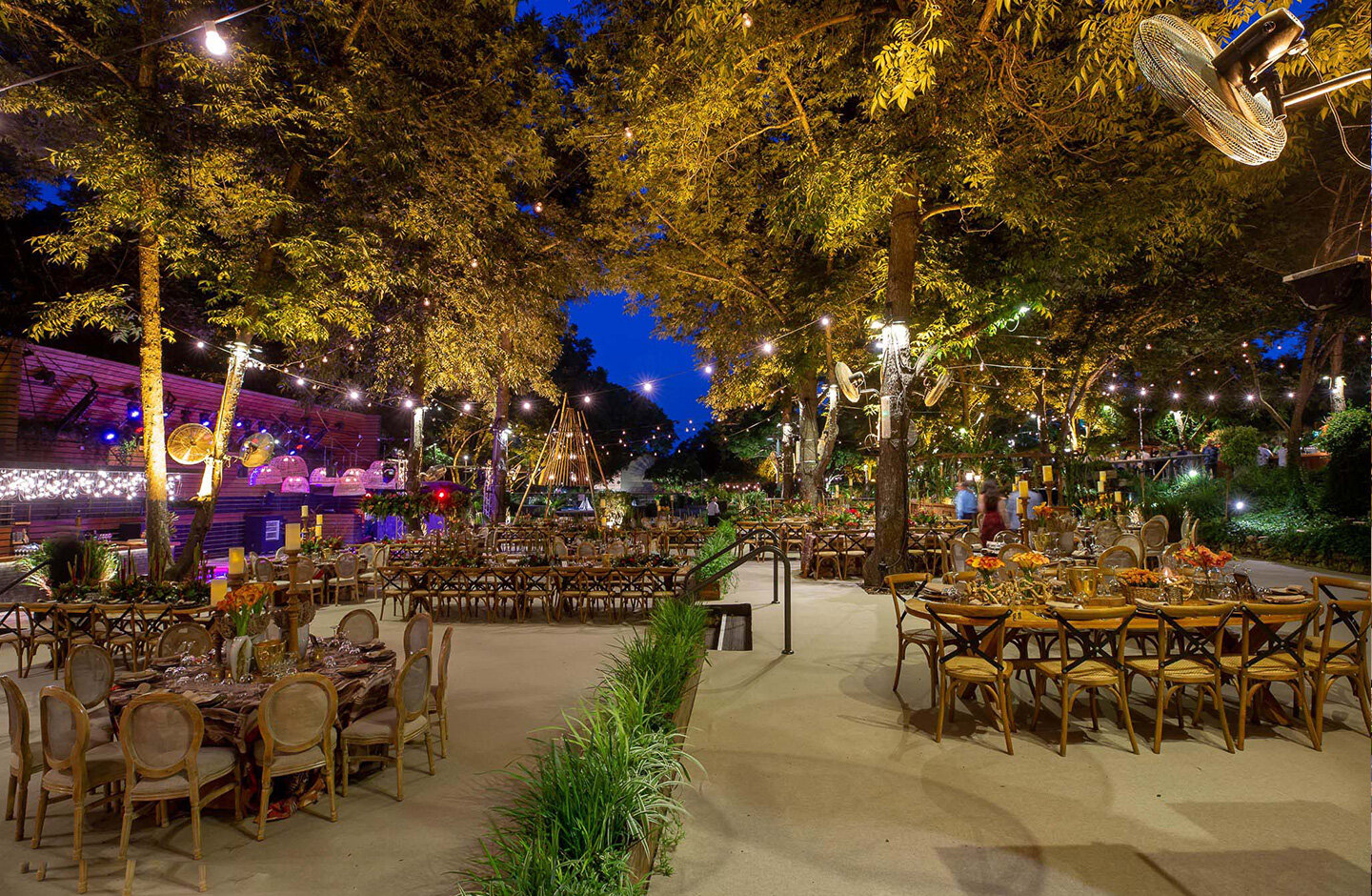 Inside a pecan grove 