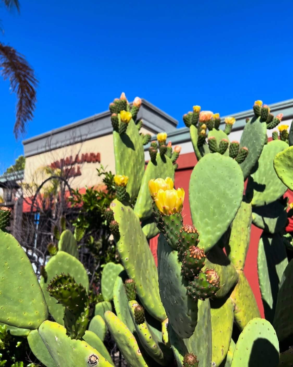Feliz Dia de las Madres! 💐
Mother&rsquo;s Day in Mexico is celebrated every May 10, as opposed to the second Sunday in May.
Celebrate mom today AND Sunday at Guadalajara Grill. We are open 11:30am-9pm everyday. 

#hotplatehotplate #guadgrill #mother