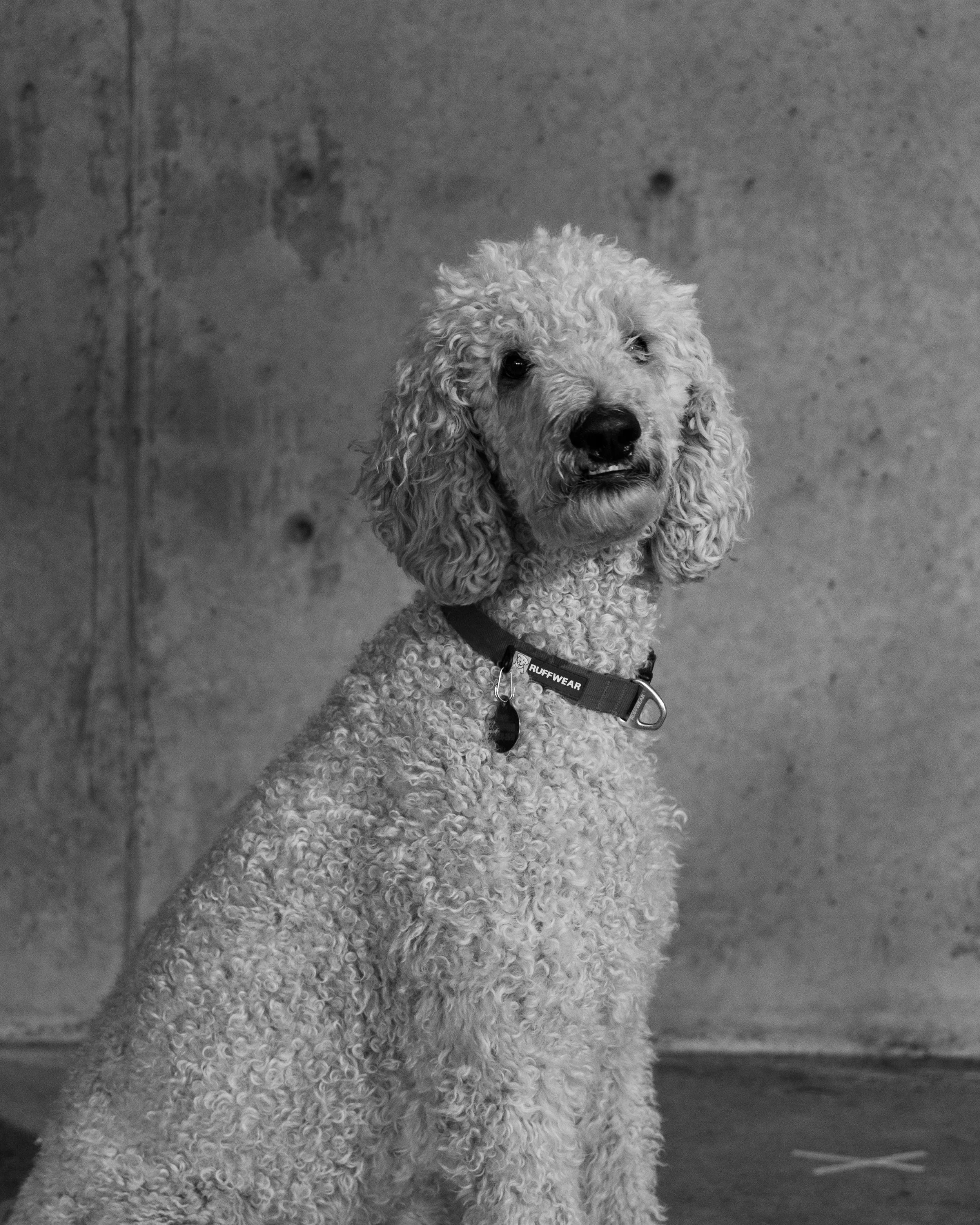 Louis_DSC_5504.jpg