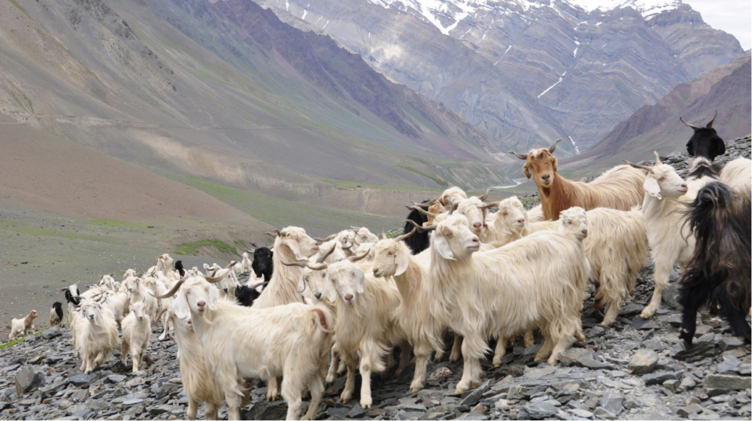 Cashmere-Goats.png