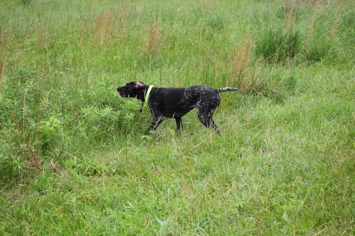 Introduction to the Remote Training Collar — The Gundog