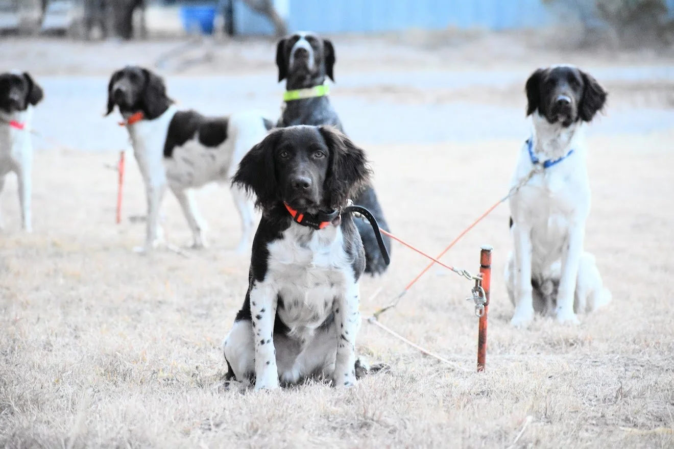Hunting Clothing MVPs — The Gundog