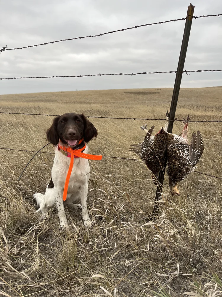 North Dakota October 2022 — The Gundog