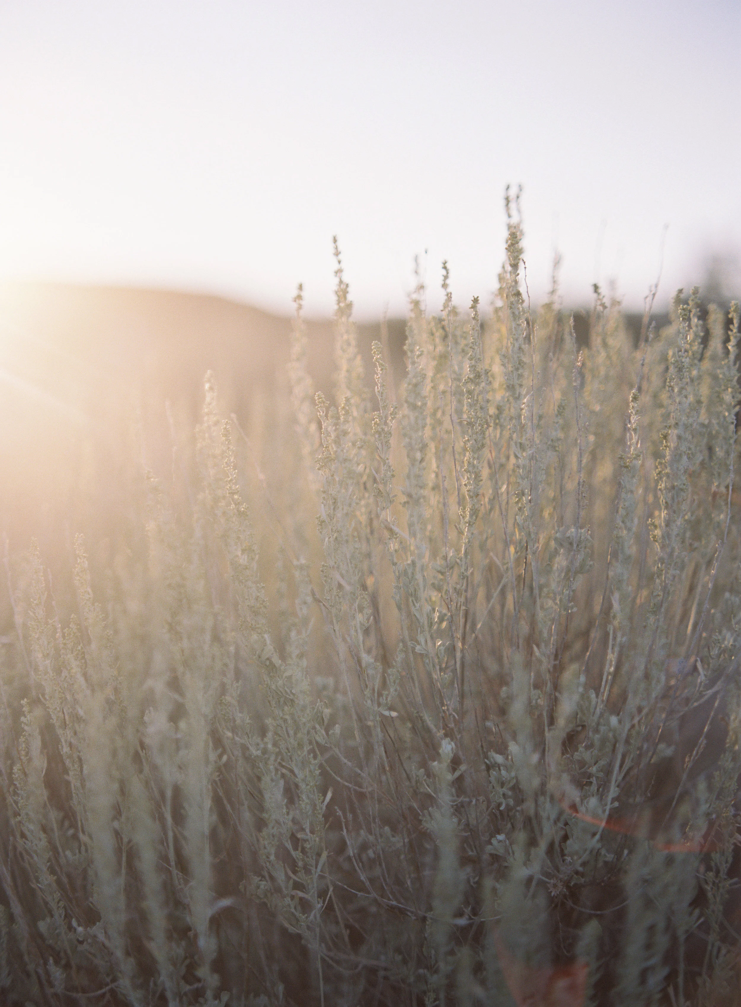 sara-weir-wedding-branding-photographer-chapter-series-begin-3-unearthing.tc.jpg