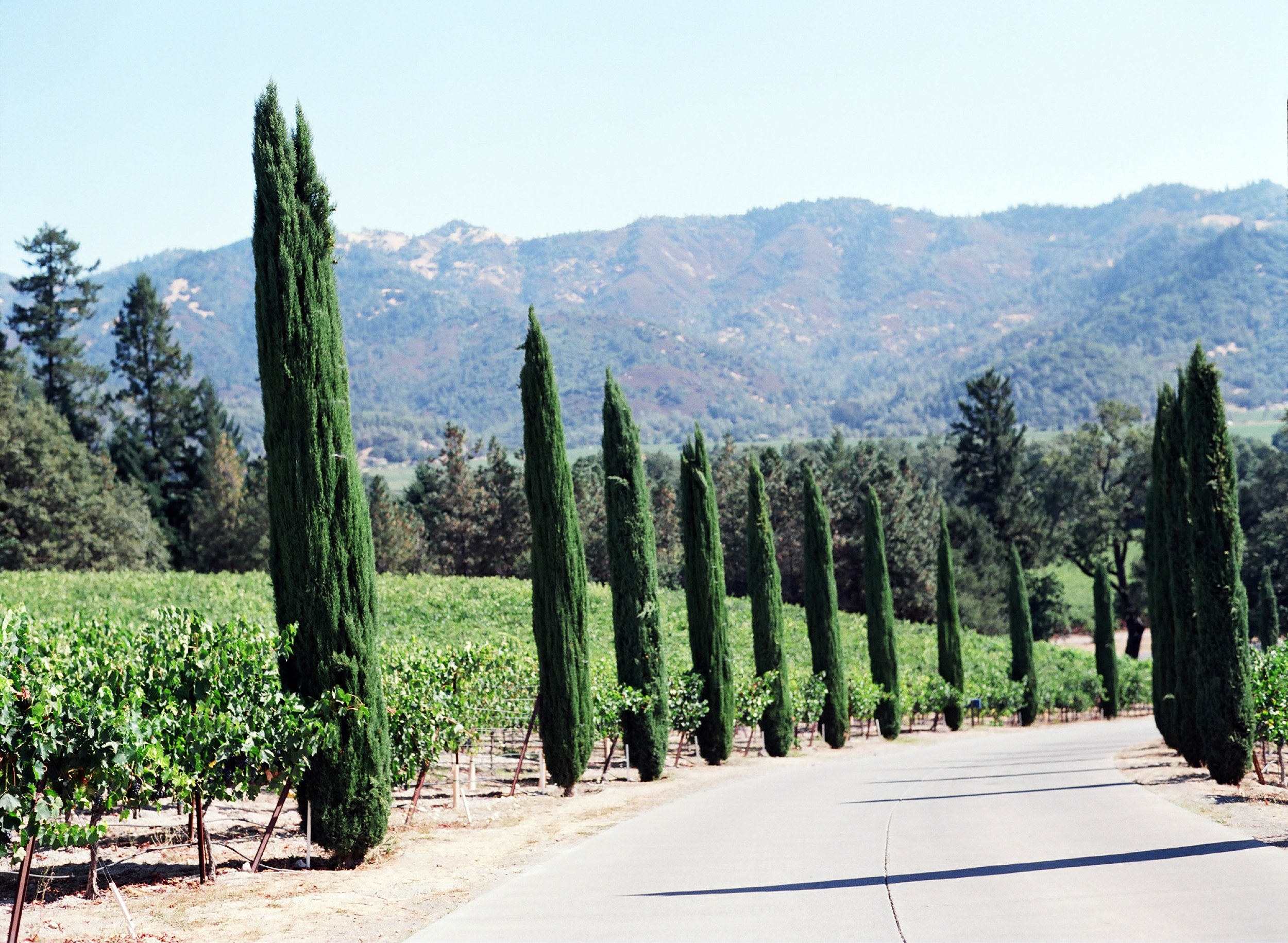 lauramurray-travel-destinationphotography-creativetravel-artists-filmphotography-unearthingtc-landscaping-mountains-trees-cypresstrees.jpg