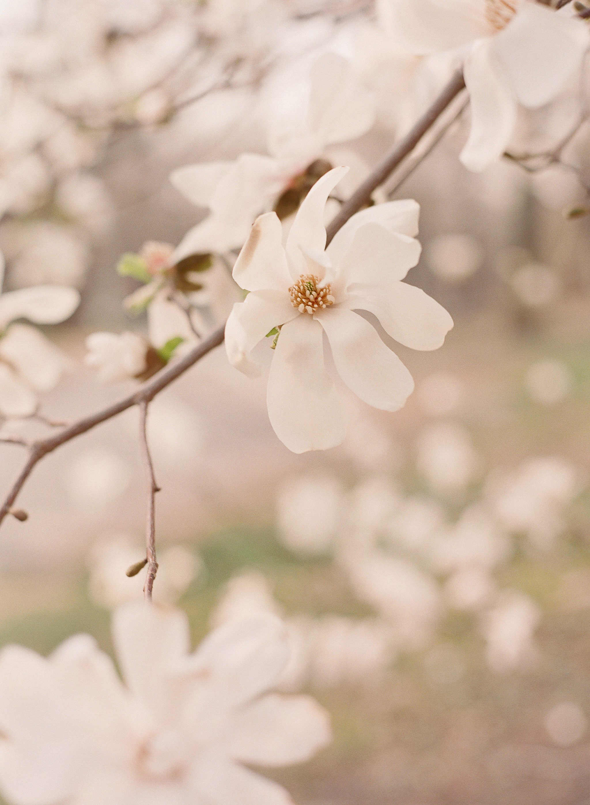 lauramurray-travel-destinationphotography-creativetravel-artists-filmphotography-unearthingtc-magnoliabloom-tree-bloomingtree-spring.jpg