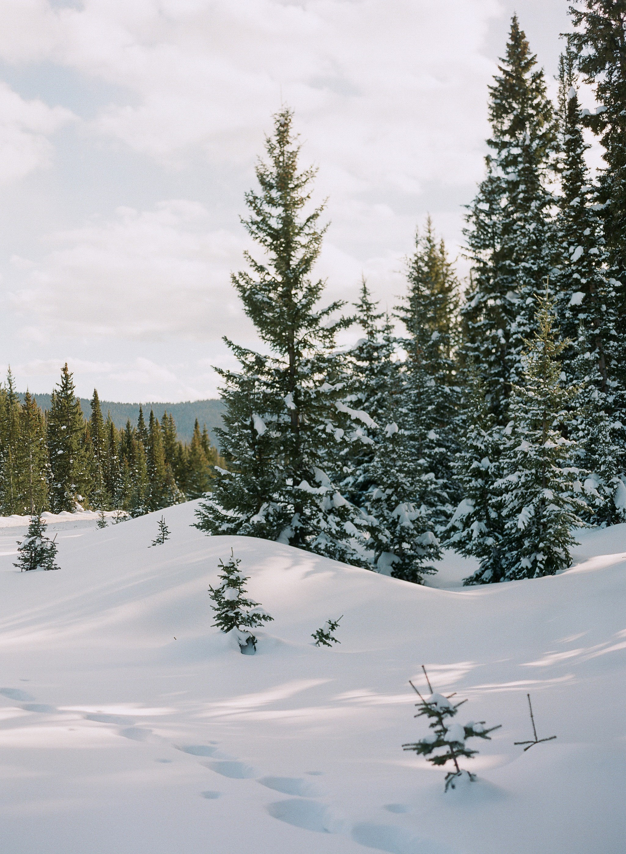 lauramurray-travel-destinationphotography-creativetravel-artists-filmphotography-unearthingtc-snow-snowcappedtrees-pinetrees.jpg