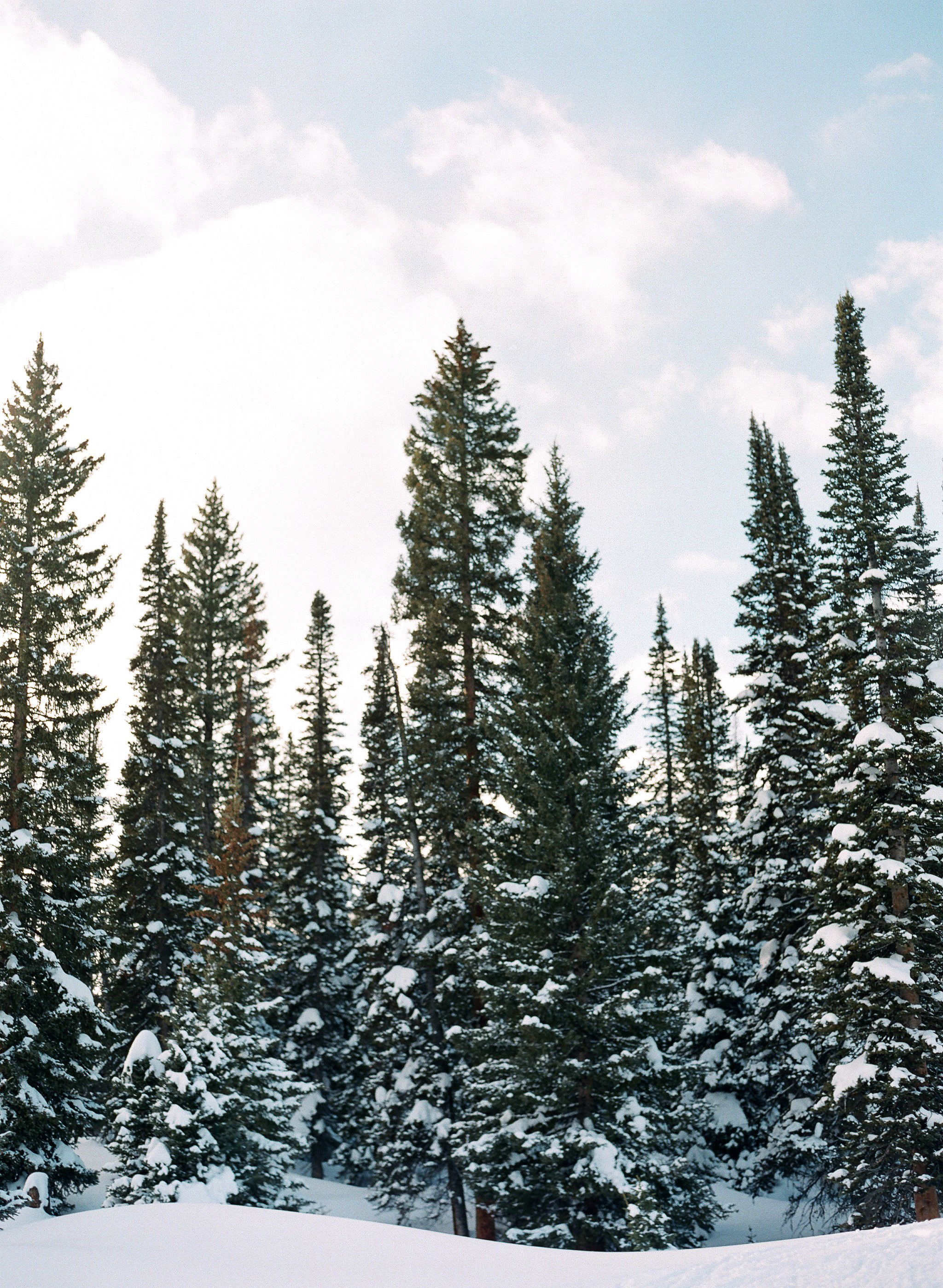 lauramurray-travel-destinationphotography-creativetravel-artists-filmphotography-unearthingtc-trees-snow-pinetrees-snowcappedtrees.jpg