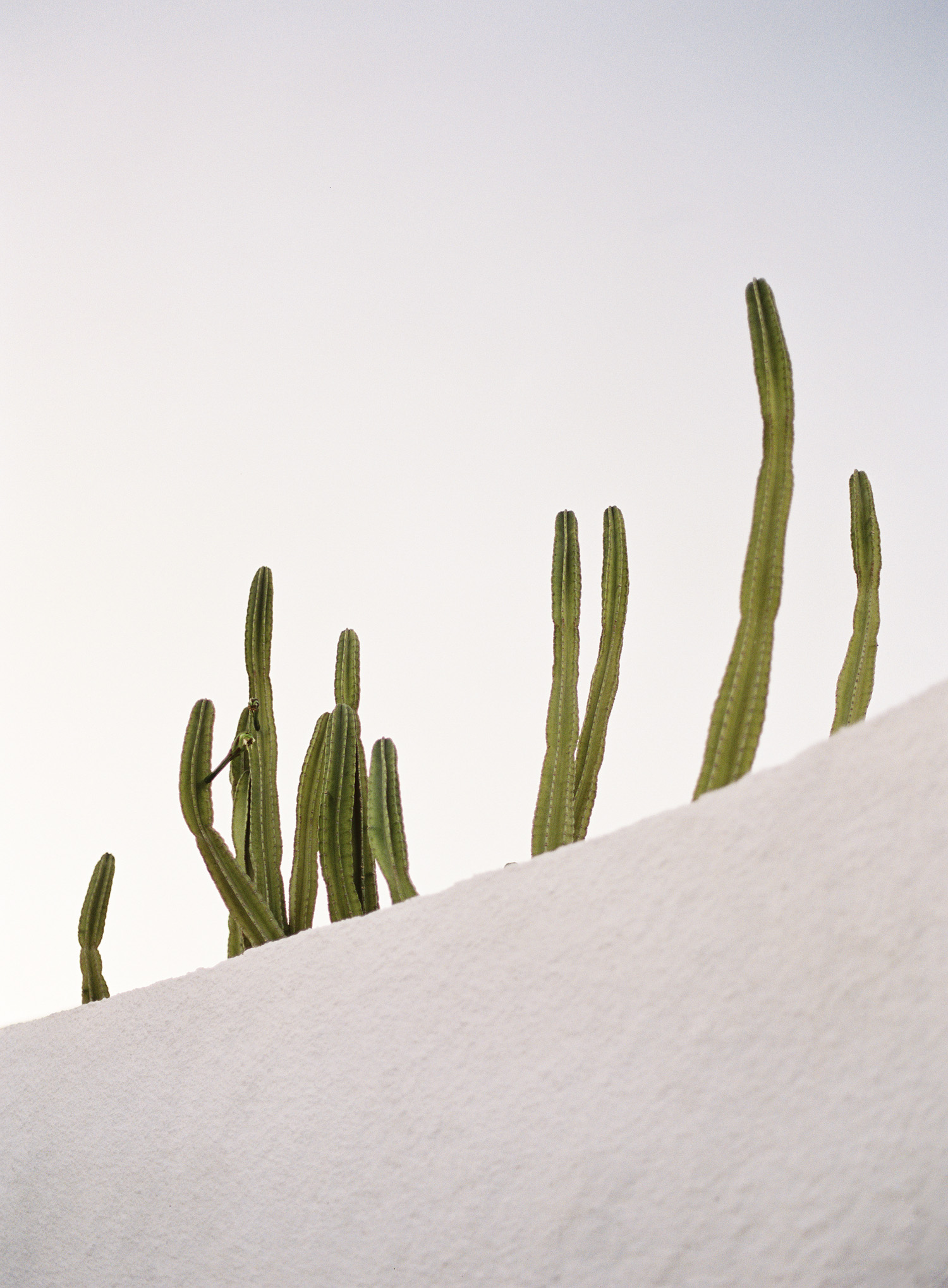 kerstin-lillikadphotography-travel-destinationphotography-creativetravel-artists-filmphotography-unearthingtc-cacti-whitespace-white-minimal.jpg