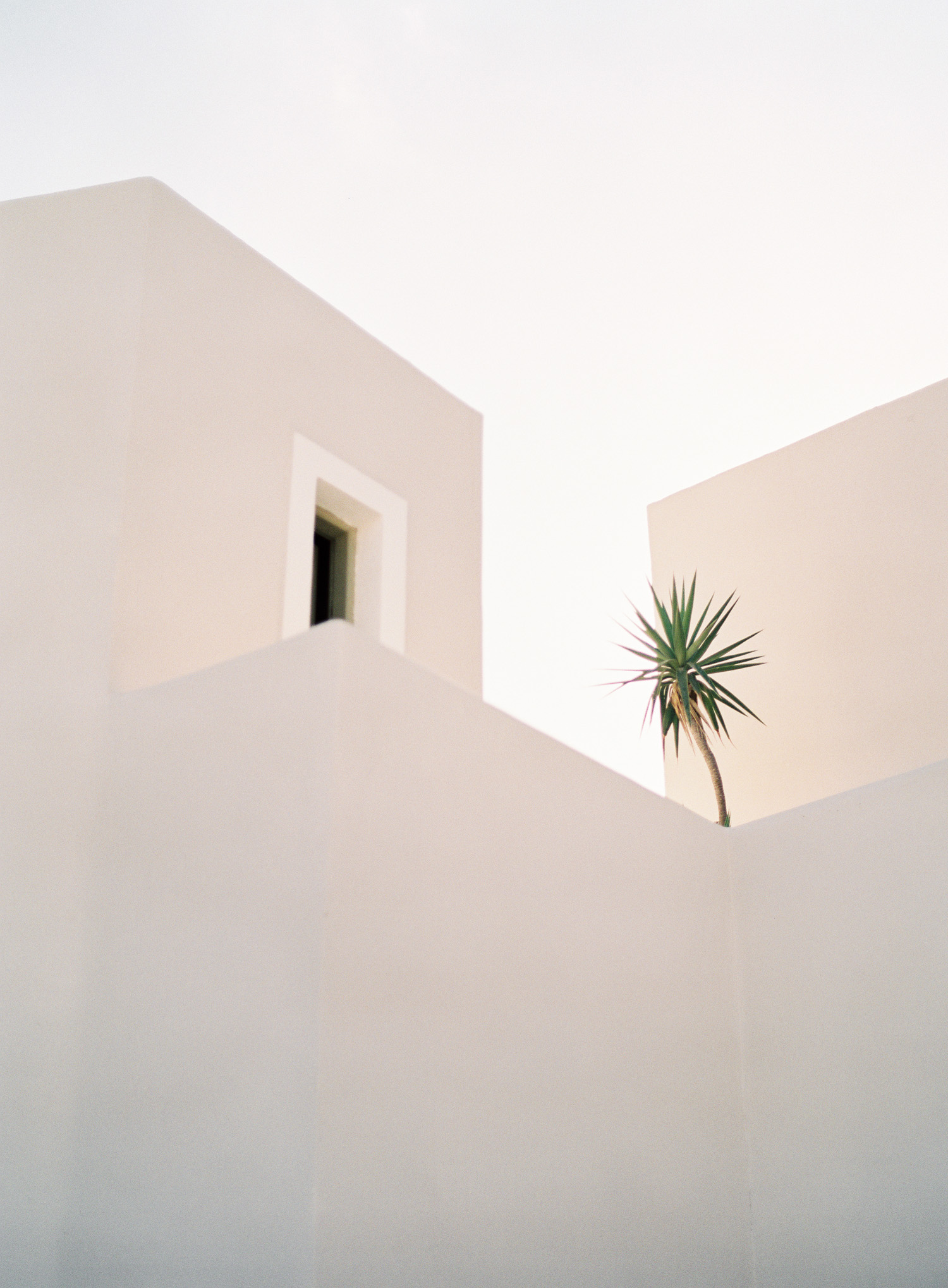 kerstin-lillikadphotography-travel-destinationphotography-creativetravel-artists-filmphotography-unearthingtc-minimaldesign-greece-palmtree.jpg