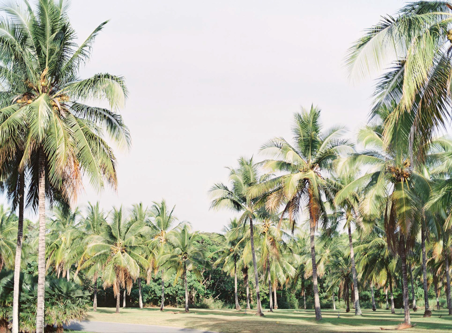 kerstin-lillikadphotography-travel-destinationphotography-creativetravel-artists-filmphotography-unearthingtc-palmtrees-palmtree-tropical.jpg