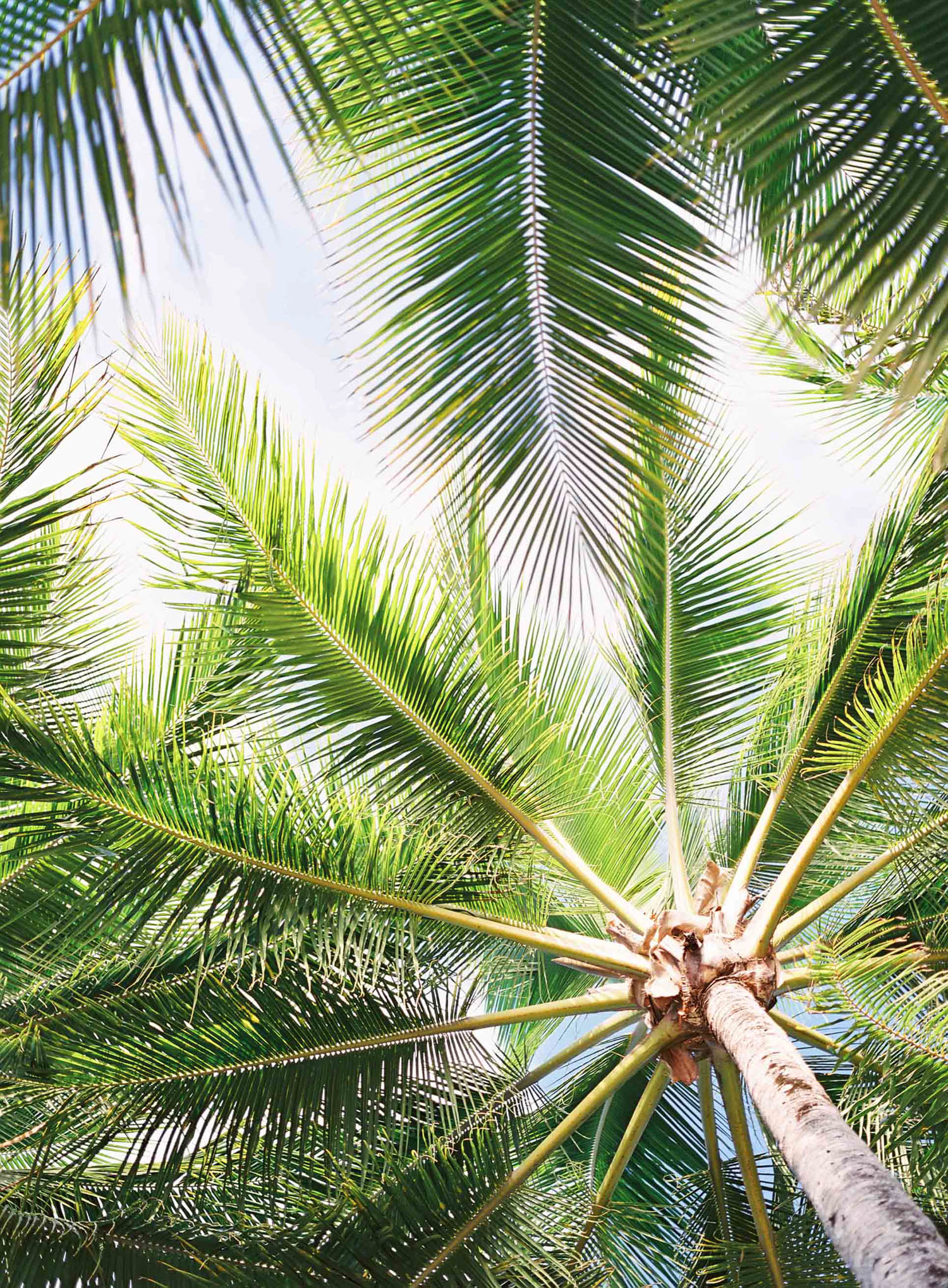 kerstin-lillikadphotography-travel-destinationphotography-creativetravel-artists-filmphotography-unearthingtc-palmtrees-palmtree.jpg