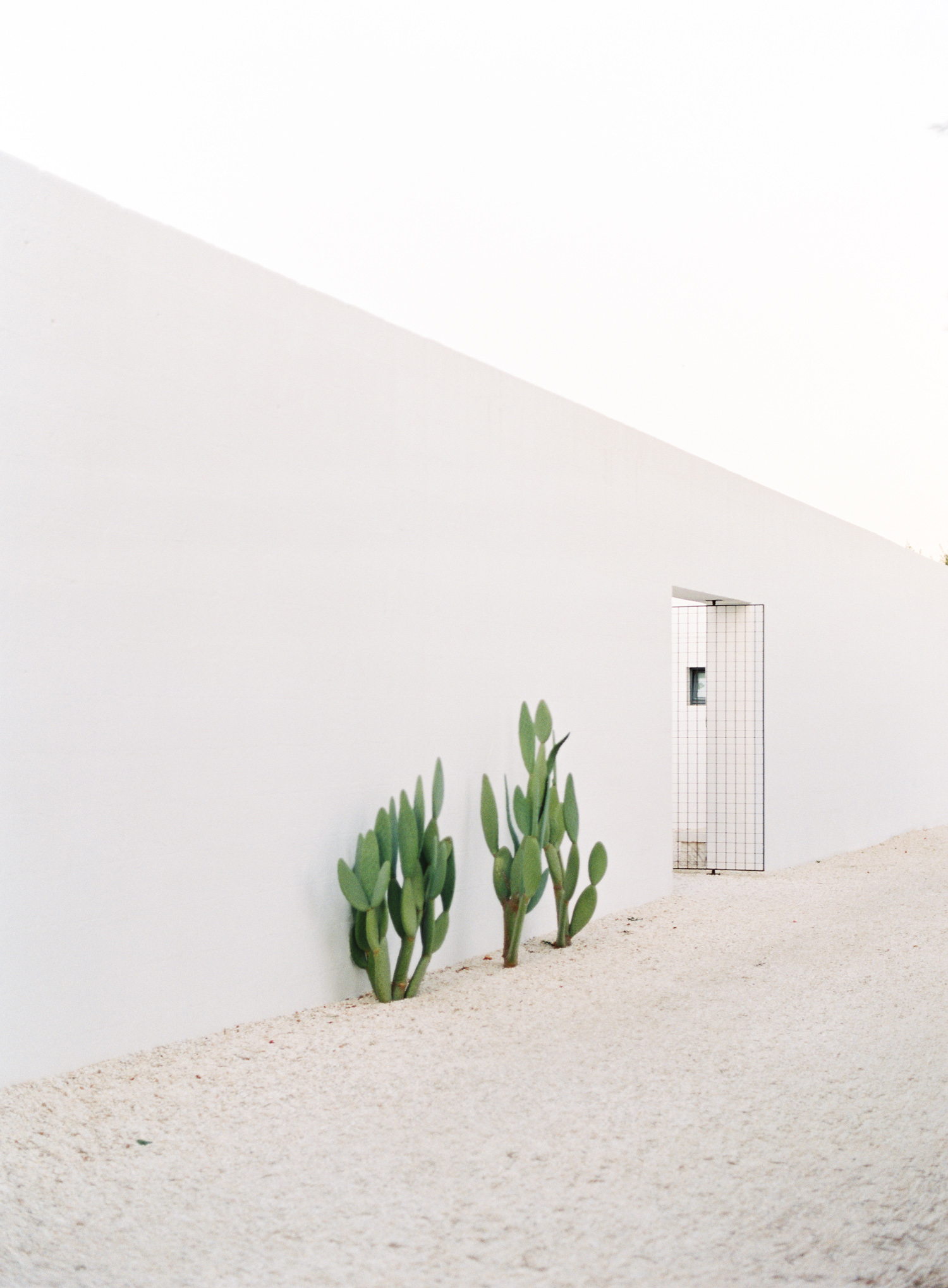 kerstin-lillikadphotography-travel-destinationphotography-creativetravel-artists-filmphotography-unearthingtc-plants-whitewall-greece.jpg