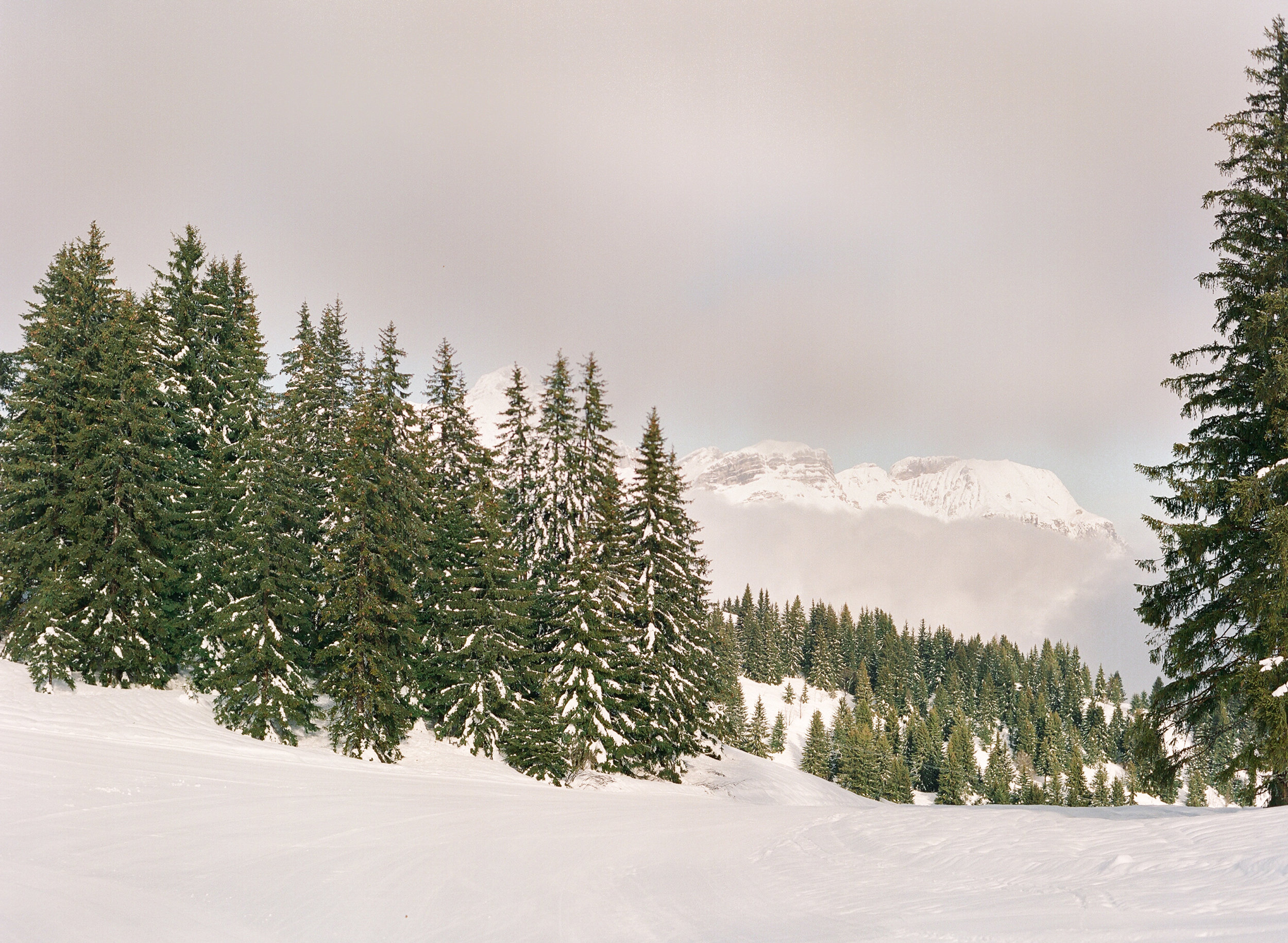mollycarr-travel-destinationphotography-creativetravel-artists-filmphotography-unearthingtc-evergreentrees-snow.jpg