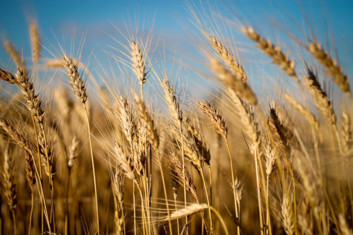 Wheat for Web Banner - FB Page.png