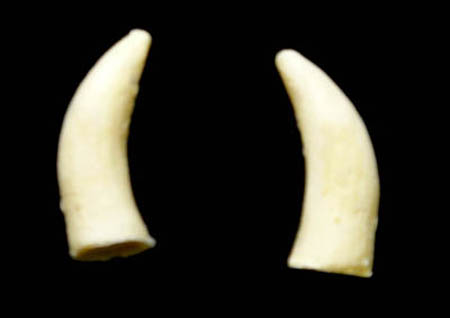 beastteeth.jpg