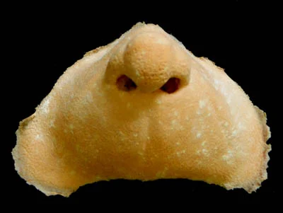 whonoseS.jpg