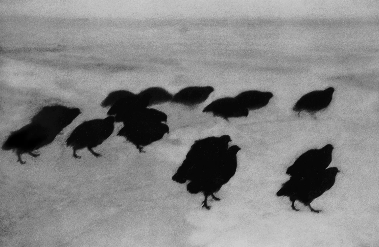 blackbirds.jpg