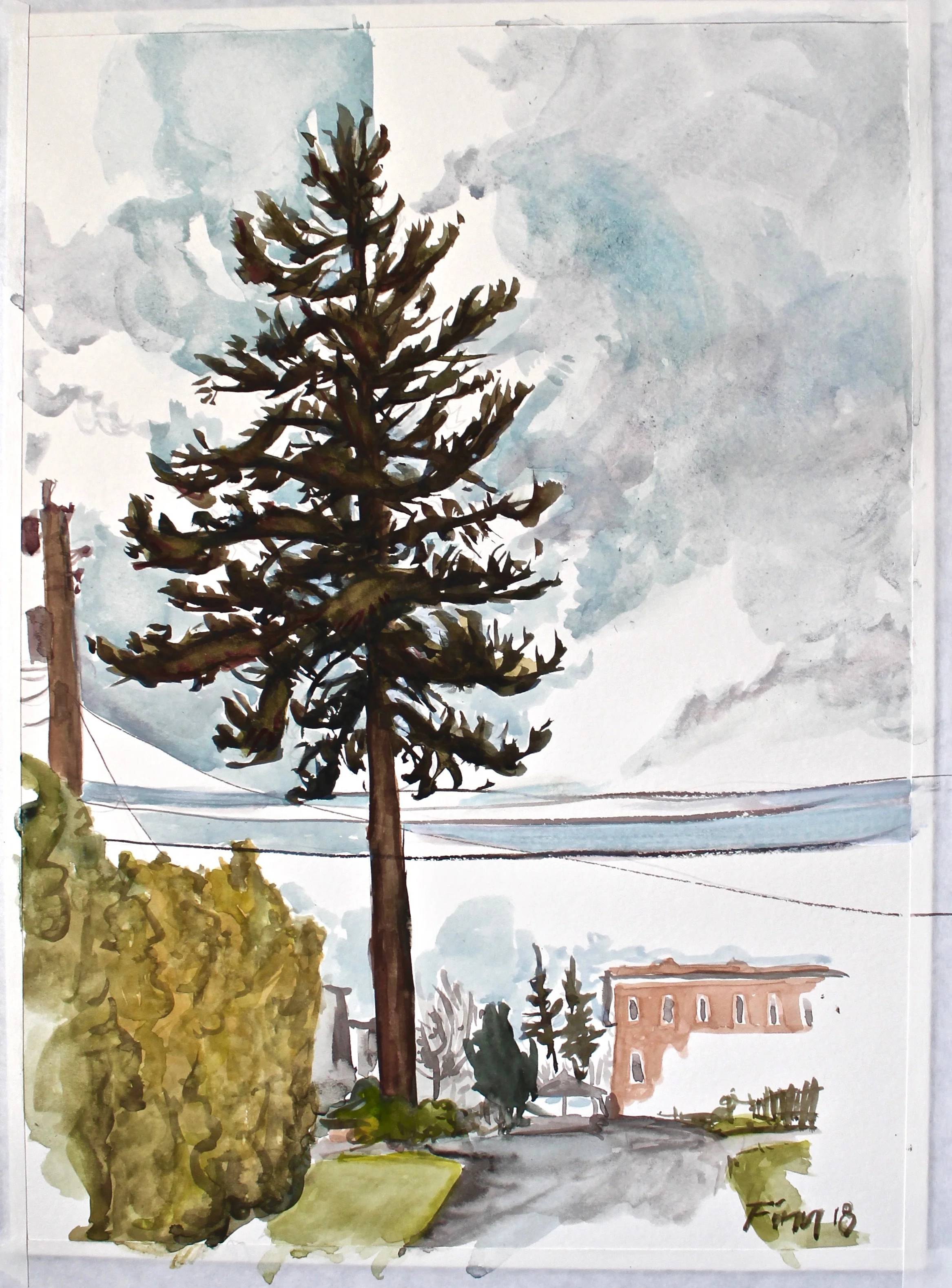 Bellingham Tree, WA