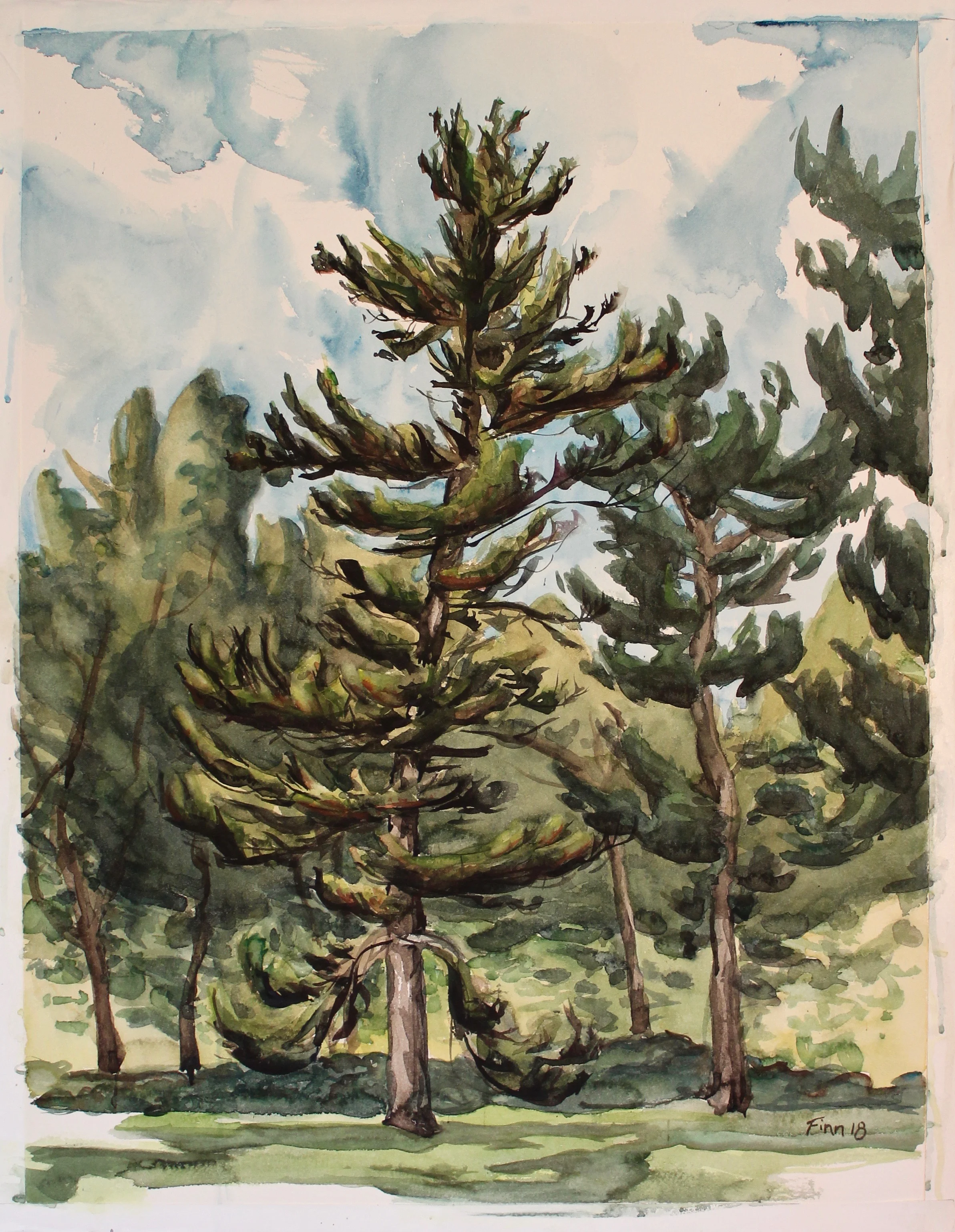 Pastorius Park Tall Tree