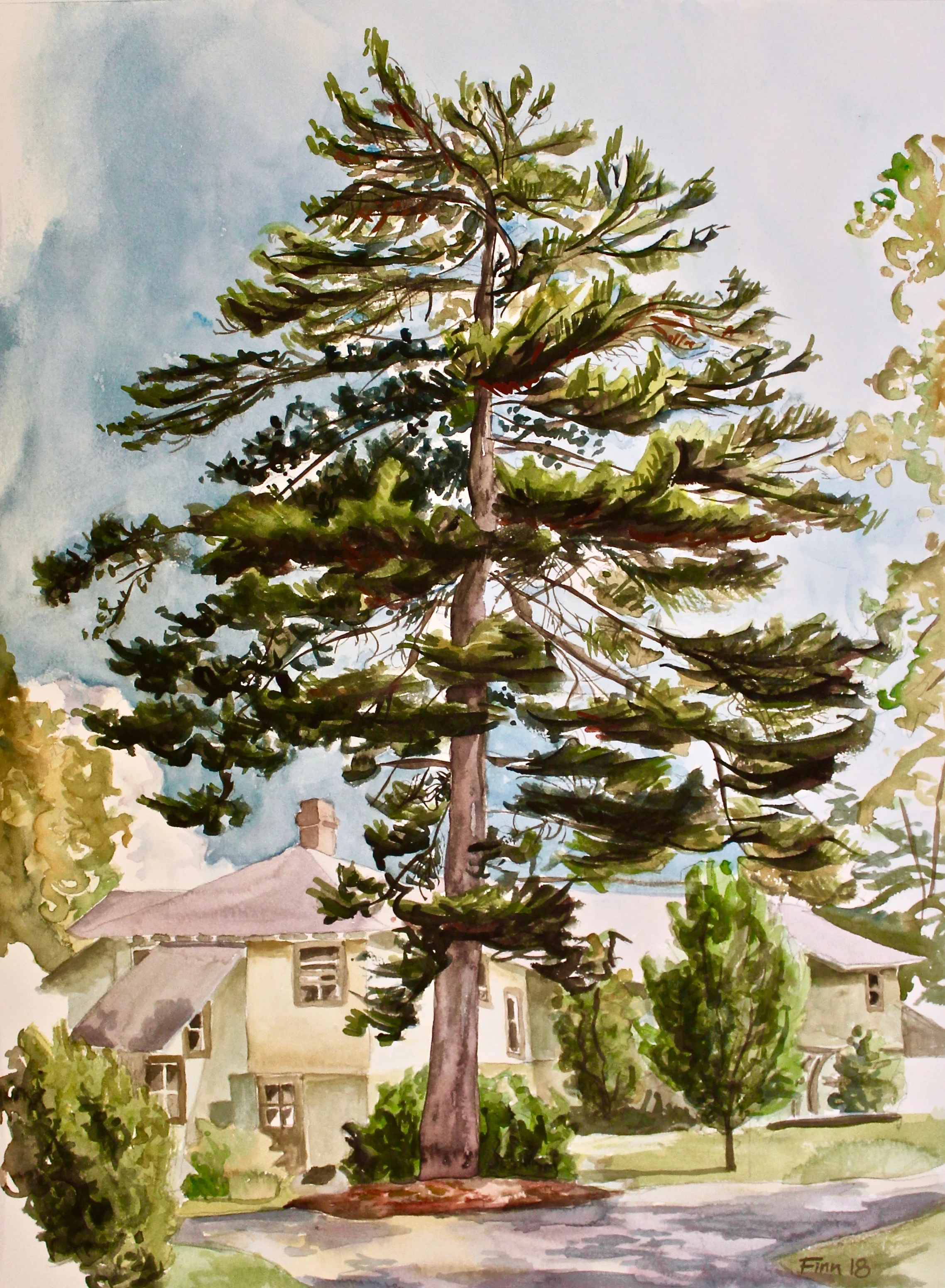 Sea Fox Tree, COA