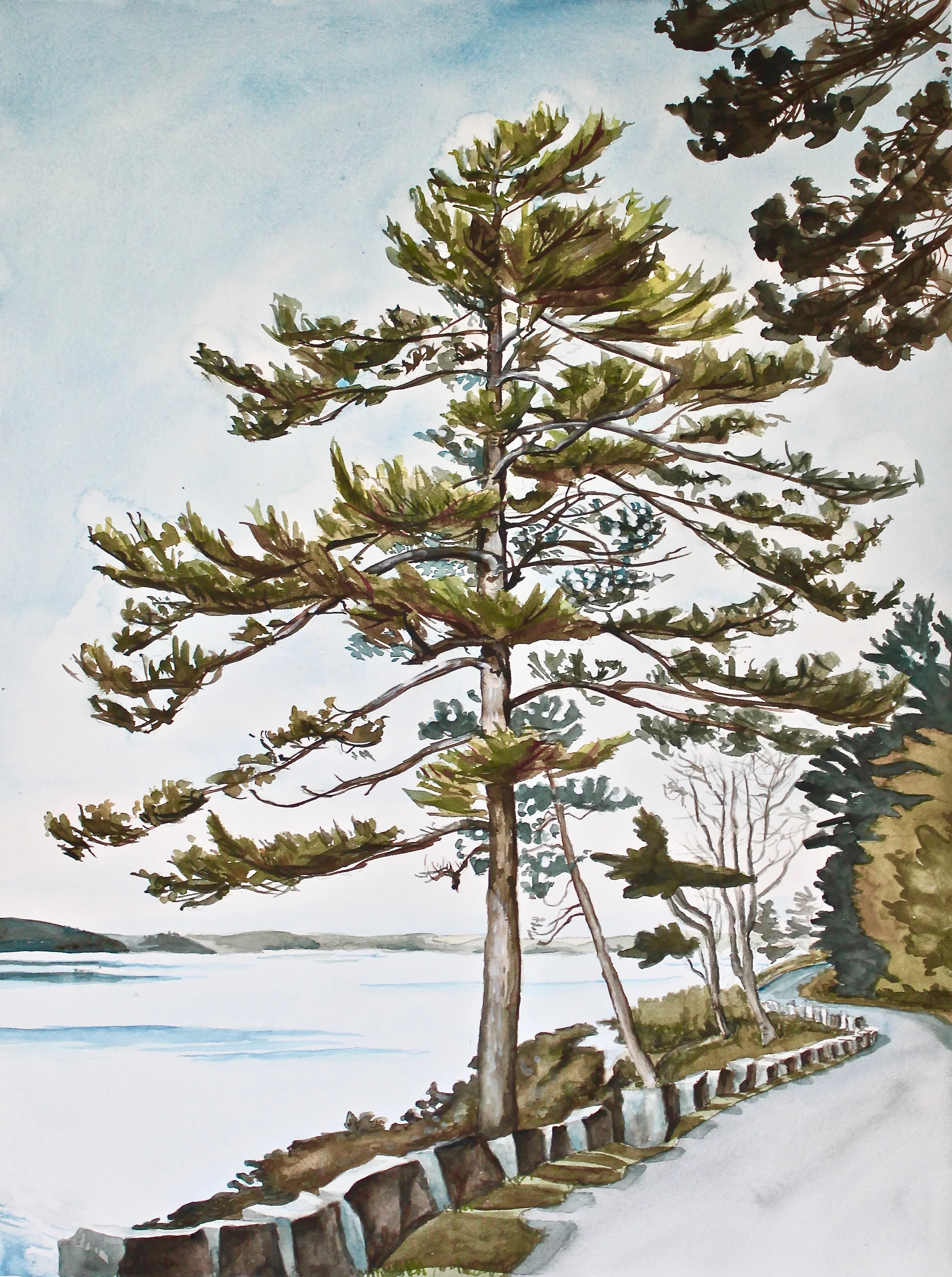 Sargent Drive Tall Tree