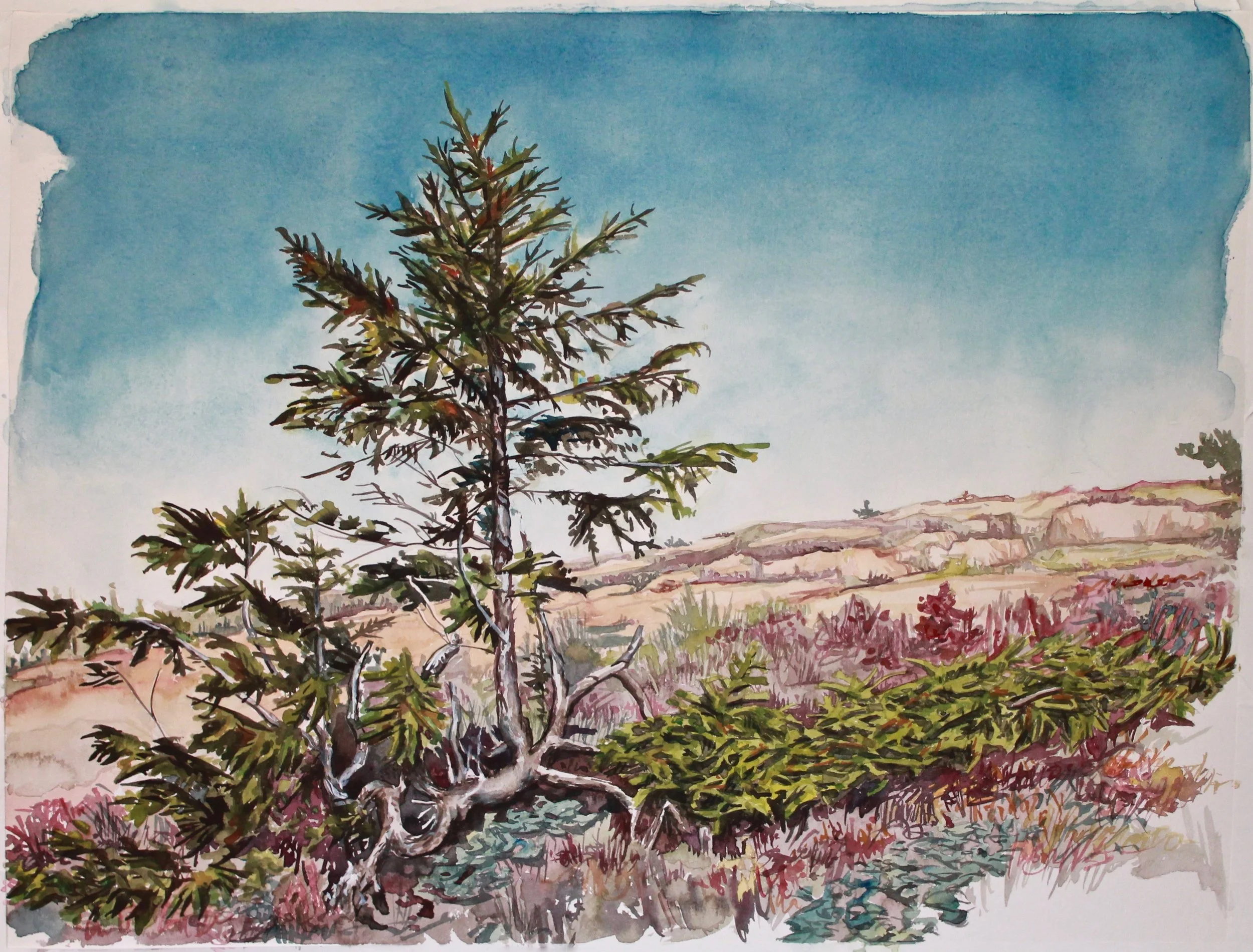Sargent Peak Tree