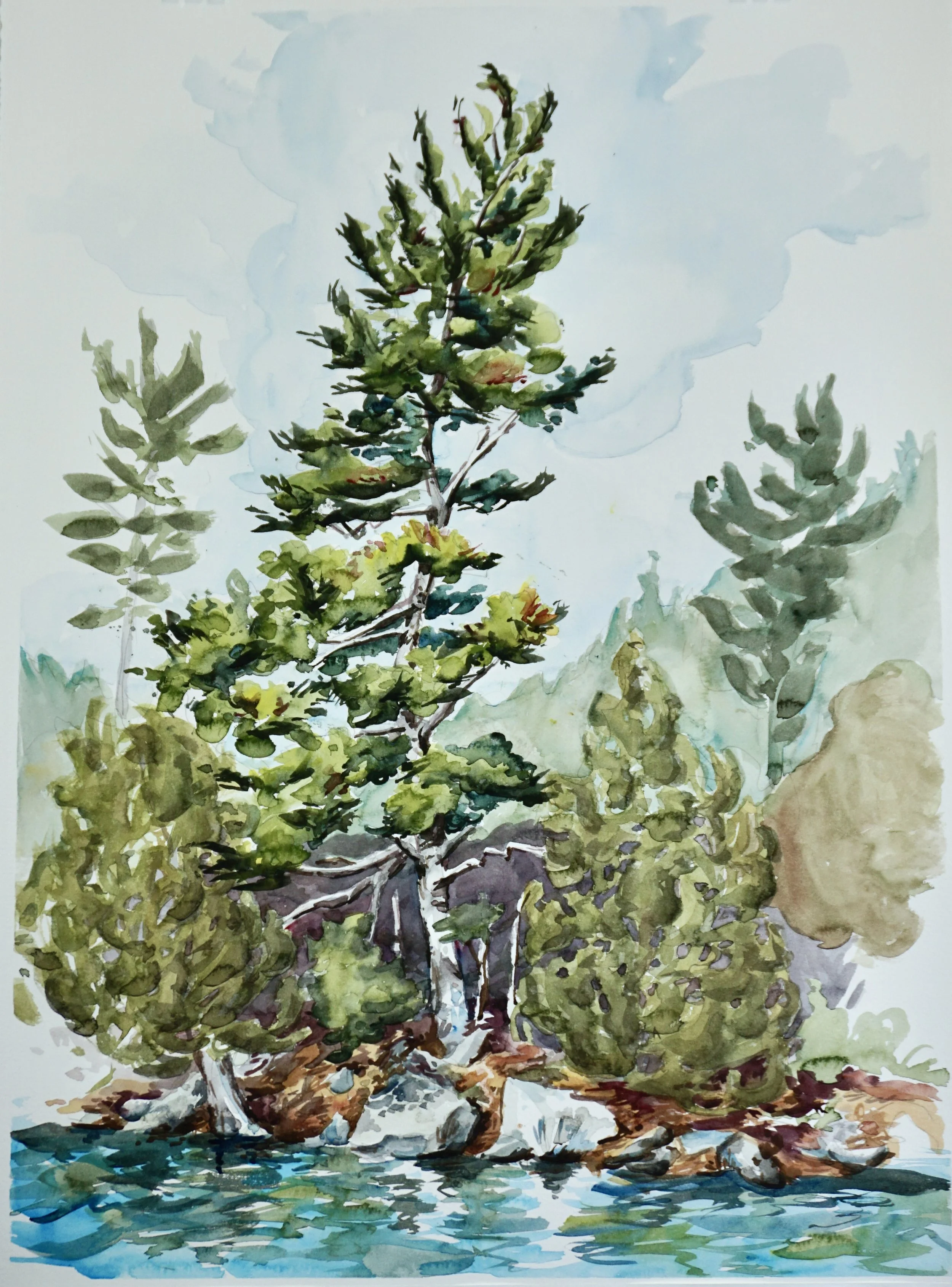 Echo Lake Curvy Tree