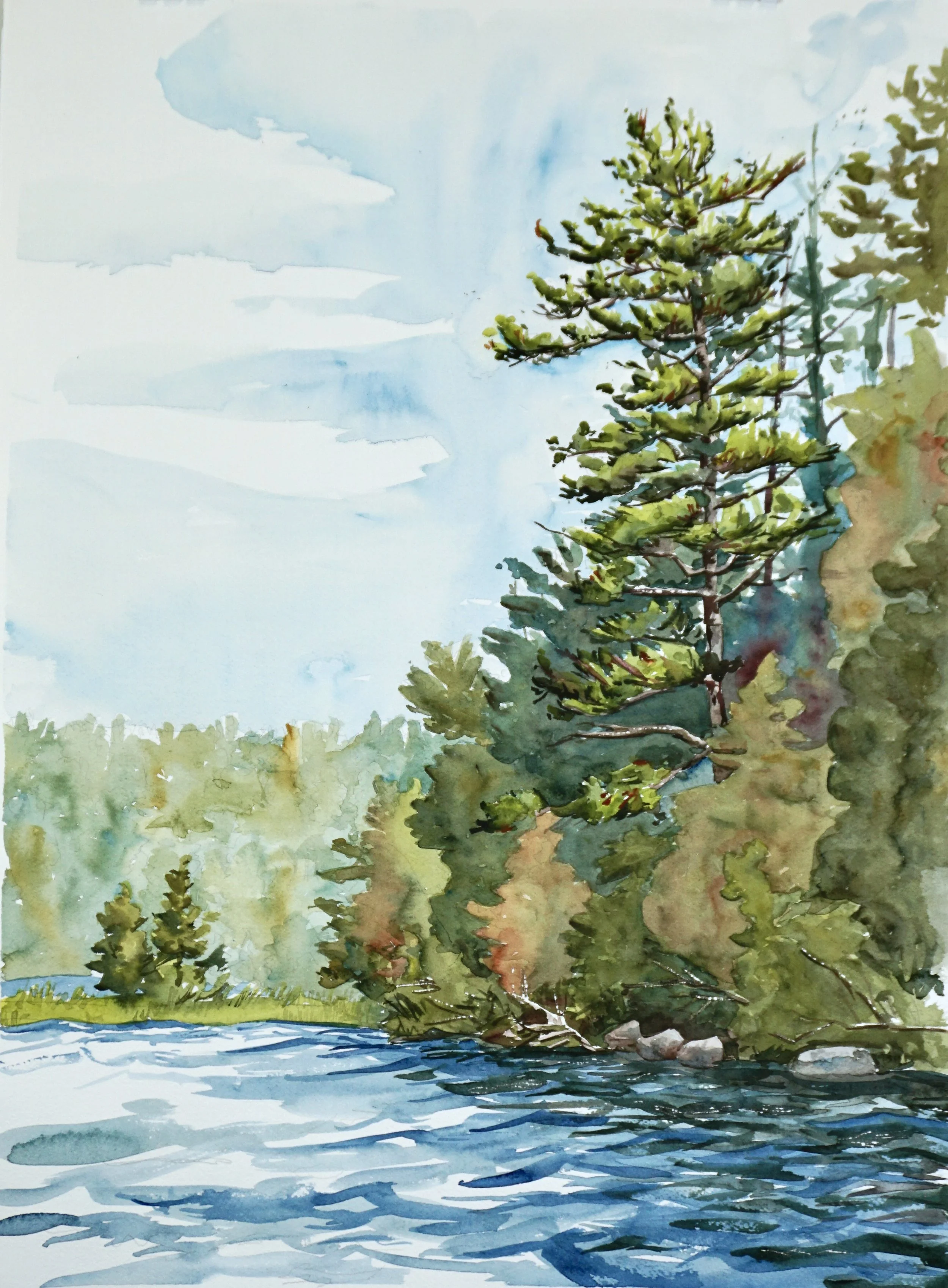 Seal Cove Pond Tree