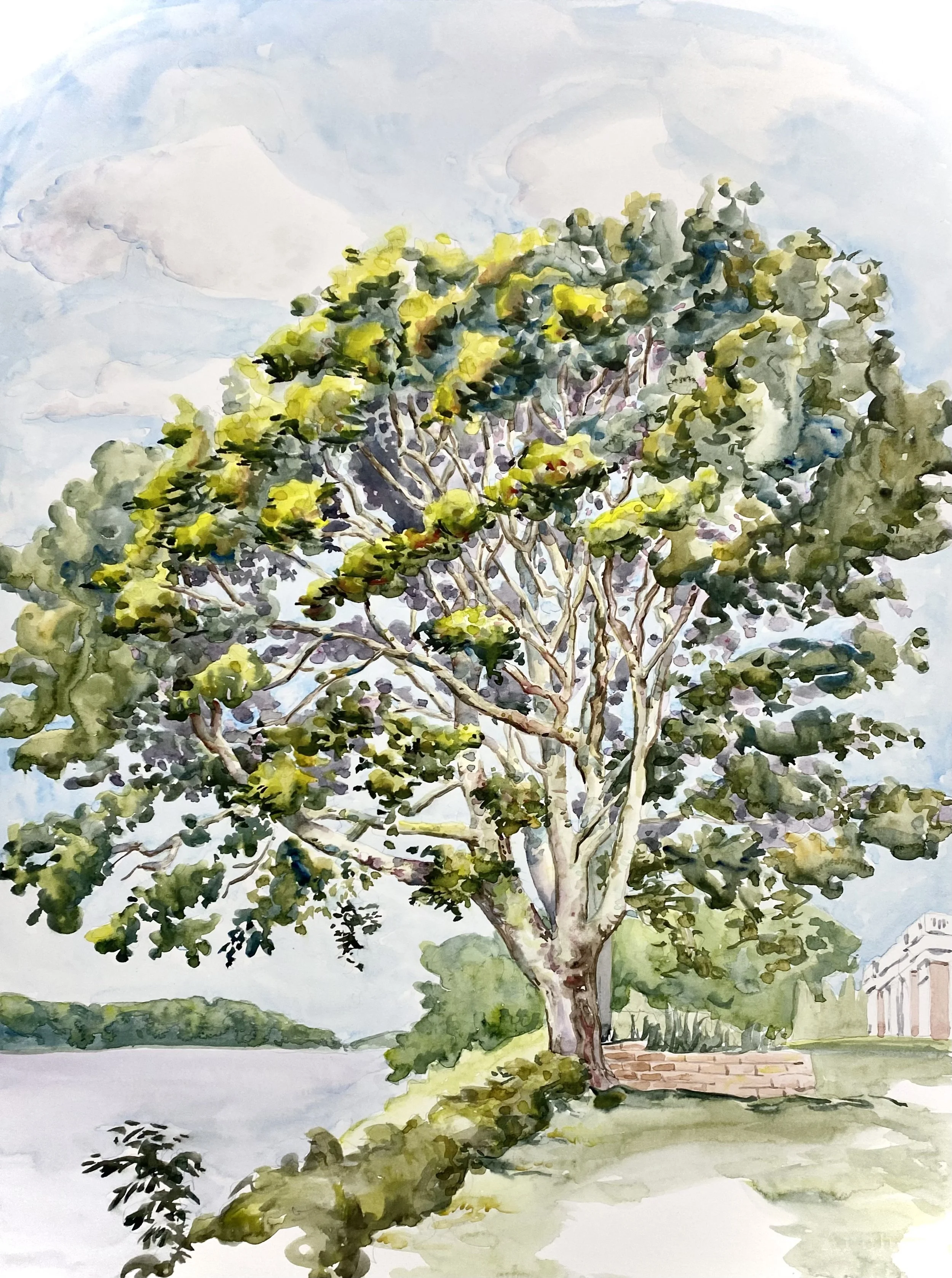 La Rochelle Tree     watercolor on paper     25” x 19”    2024   sold