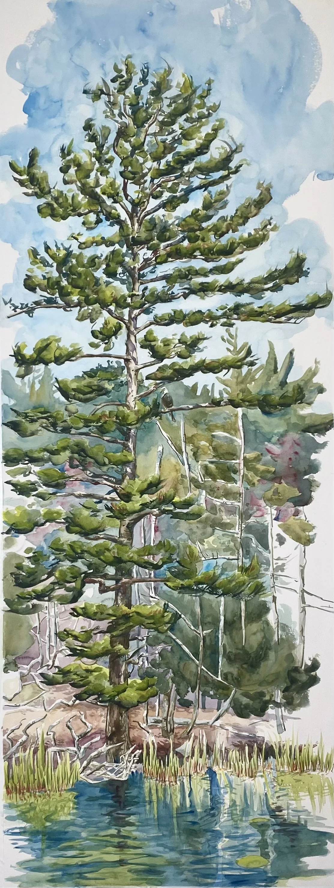 Echo Cove Tree   watercolor on paper      51” x 20”