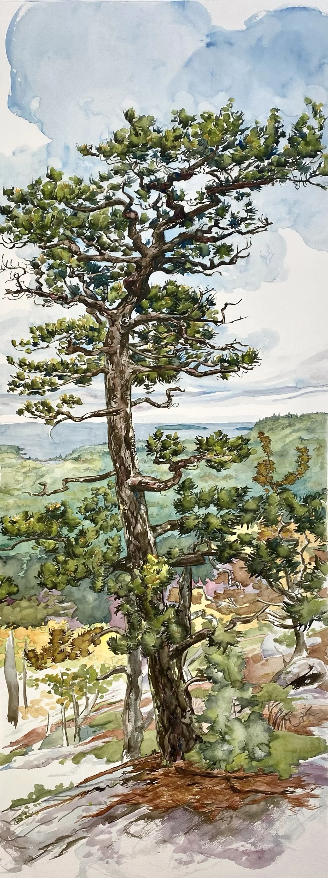 South Dorr Tree    watercolor on paper      50” x 20” 2025