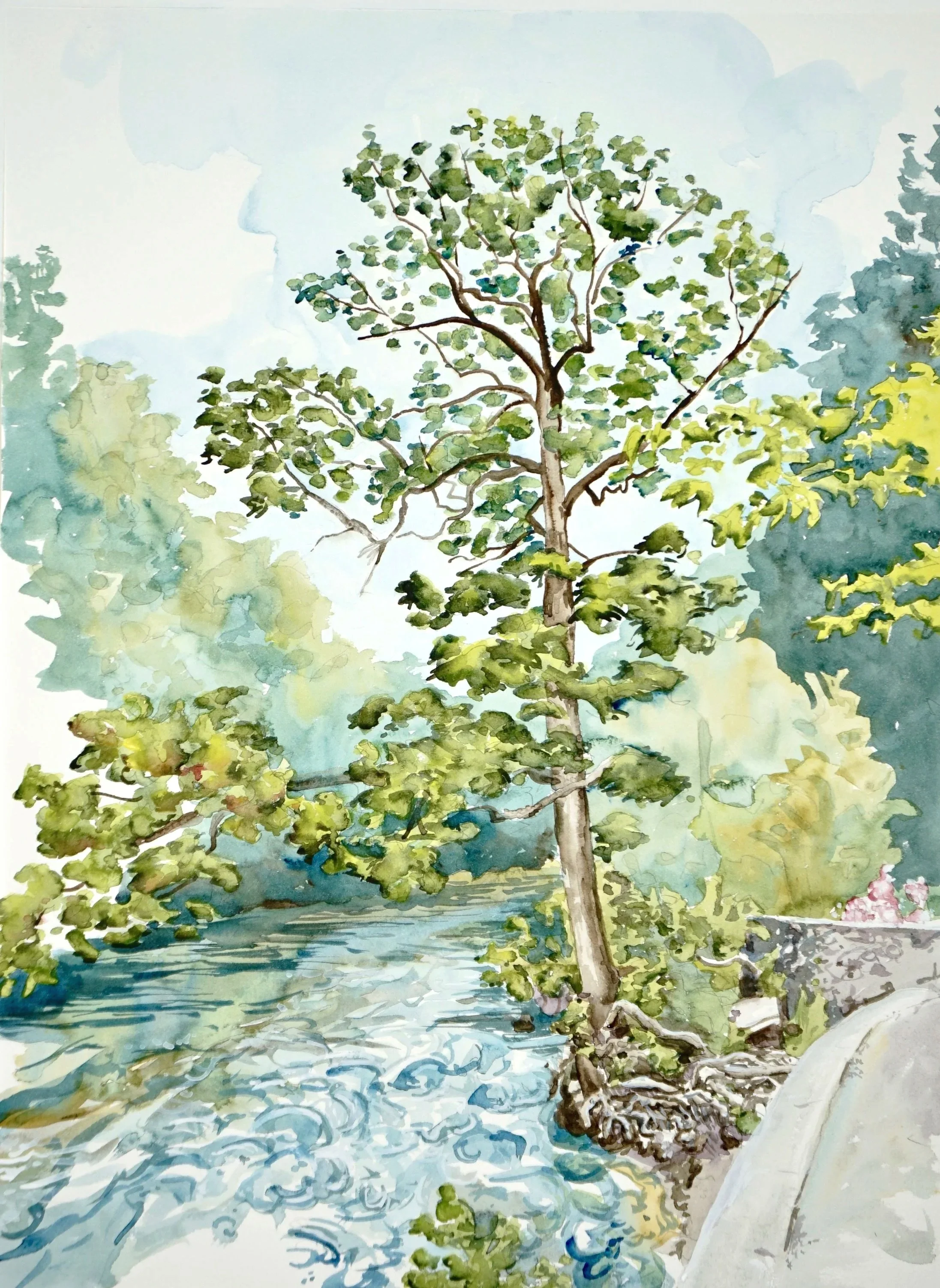 Valley Green Tree