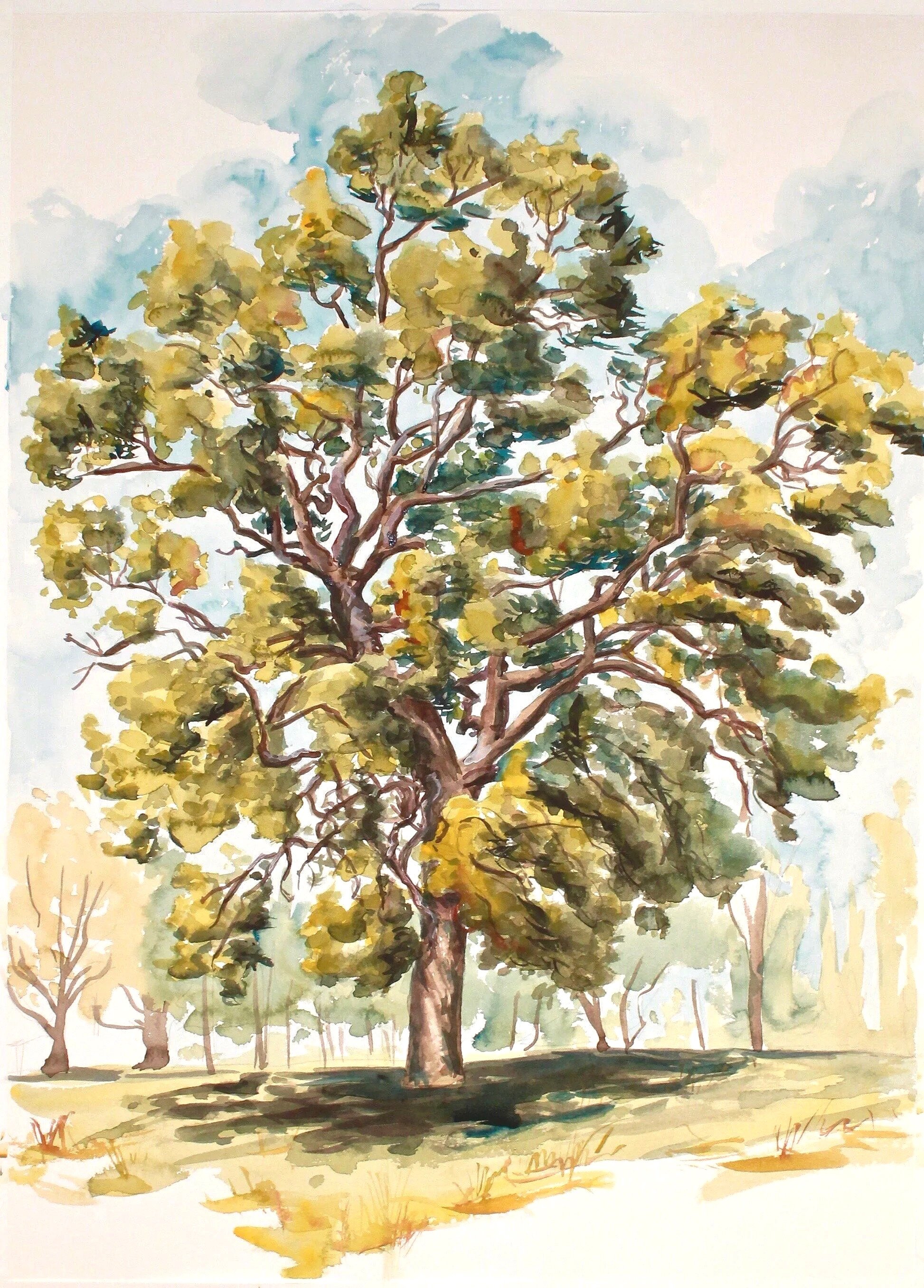 East Lemon Hill Tree