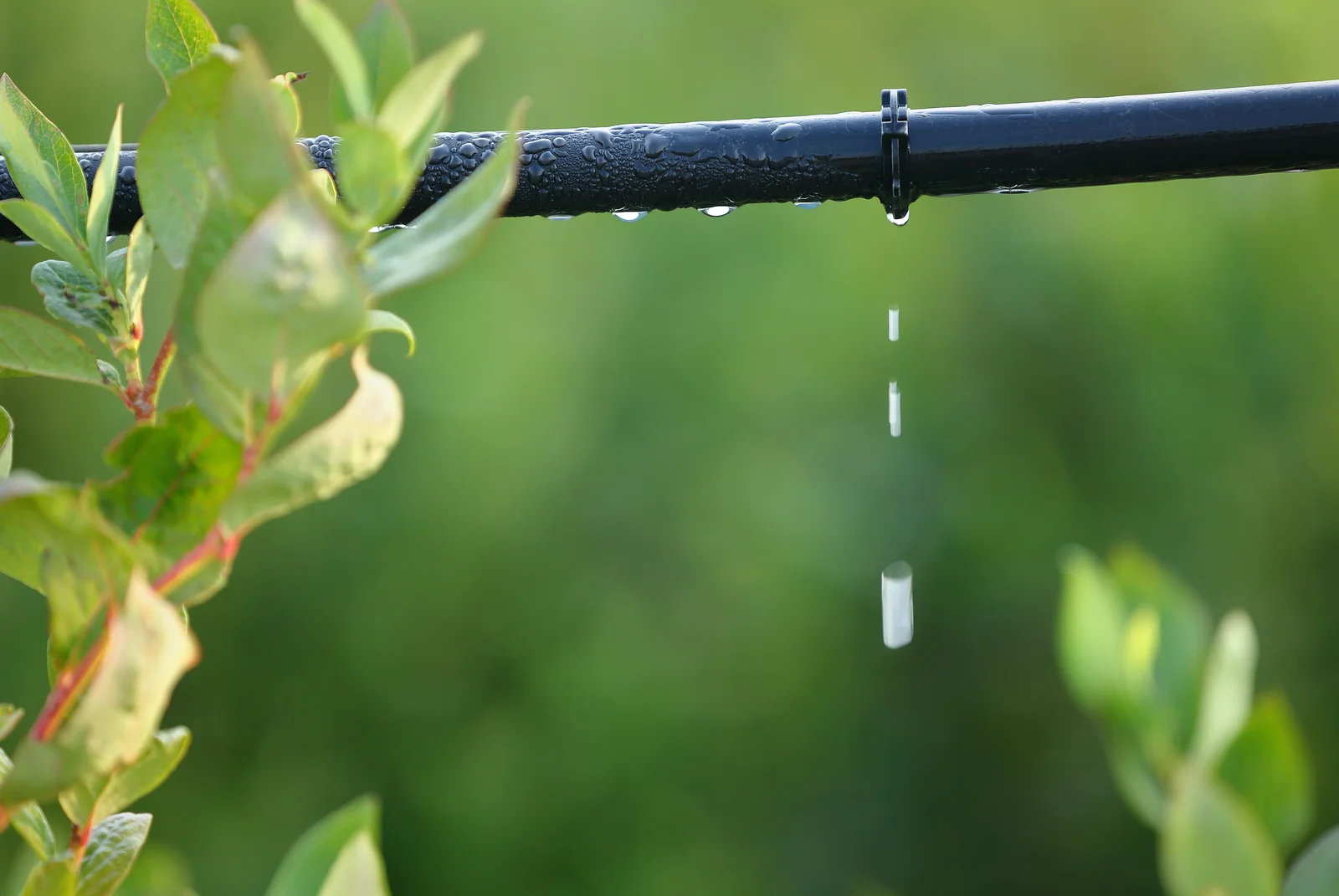 water drops.jpg