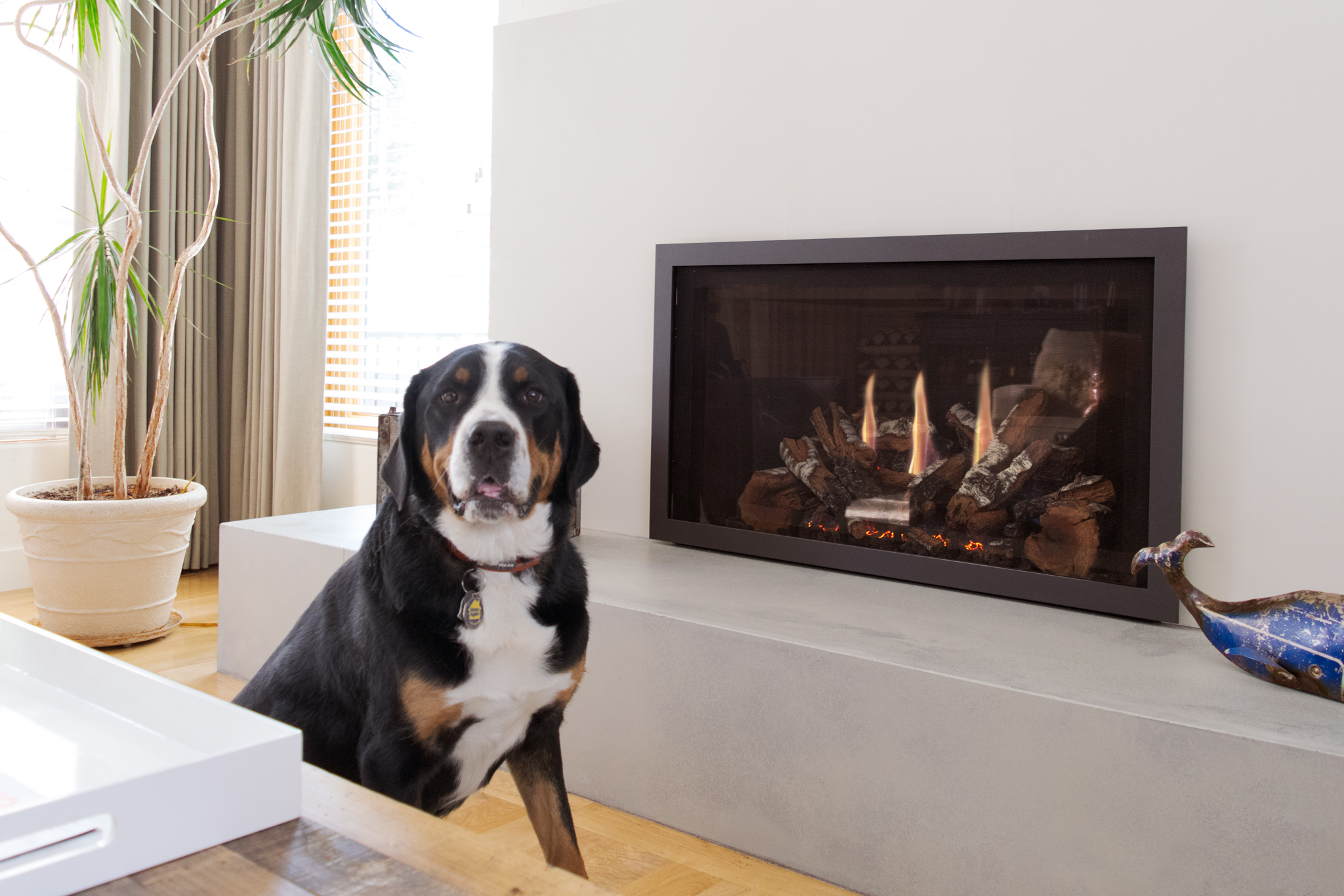 Mendota FV42 with smooth, white wall and happy dog in Hiwan