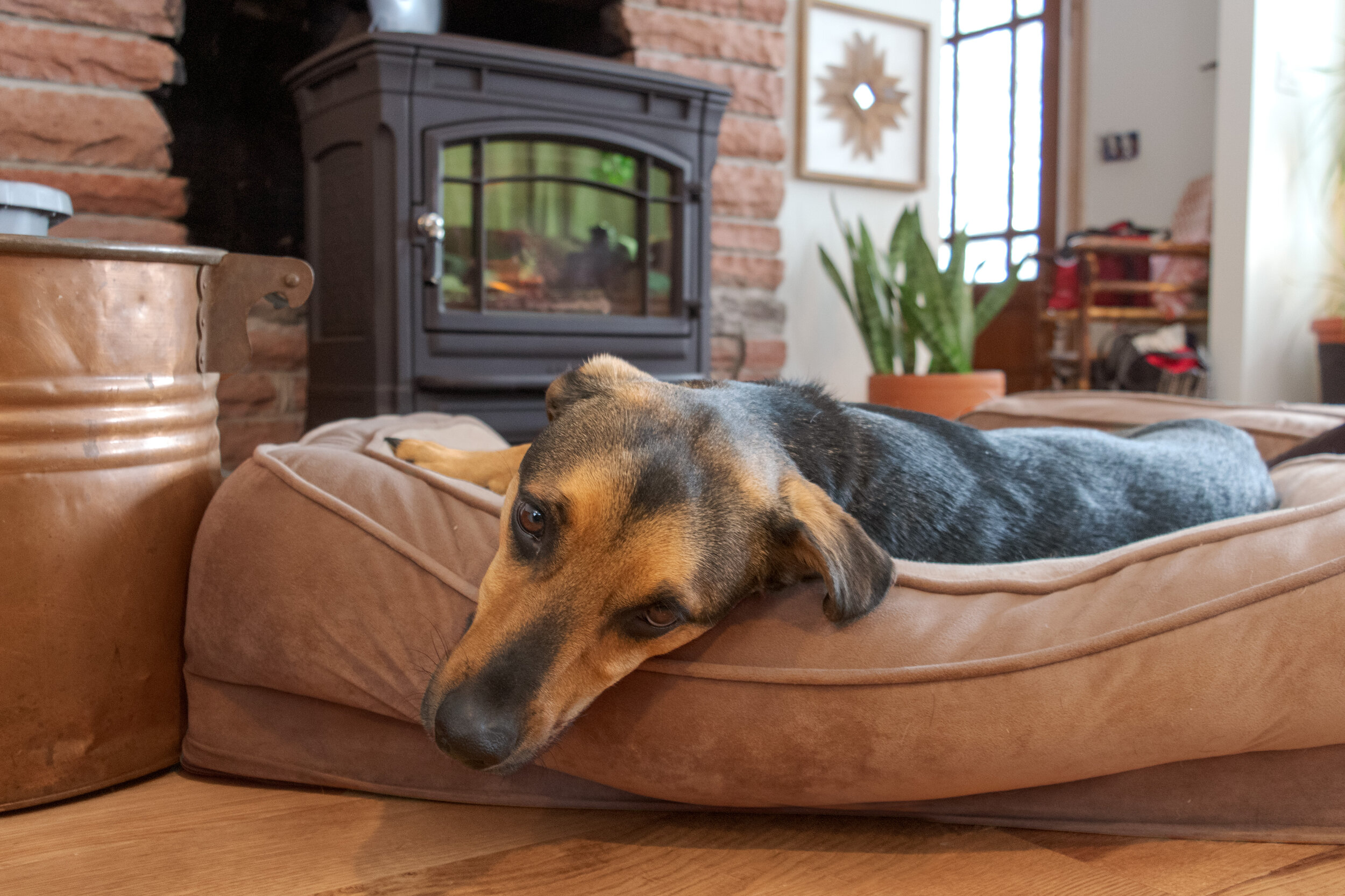 A sleepy dog looks up from its nap in front of a newly installed Hearthstone Shelburne wood stove in a recently remodeled Evergreen, CO home.